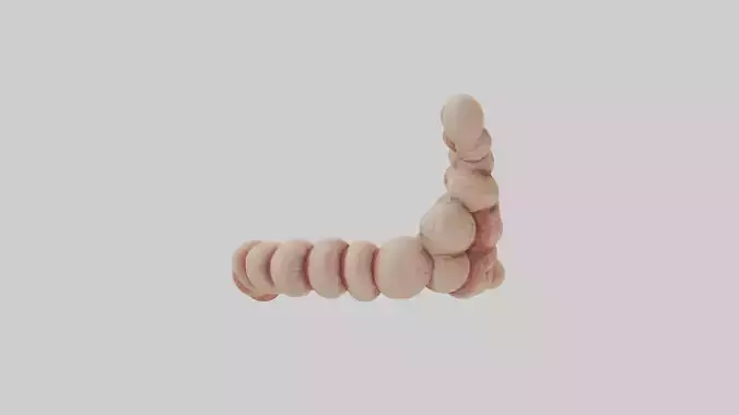 small intestine model
