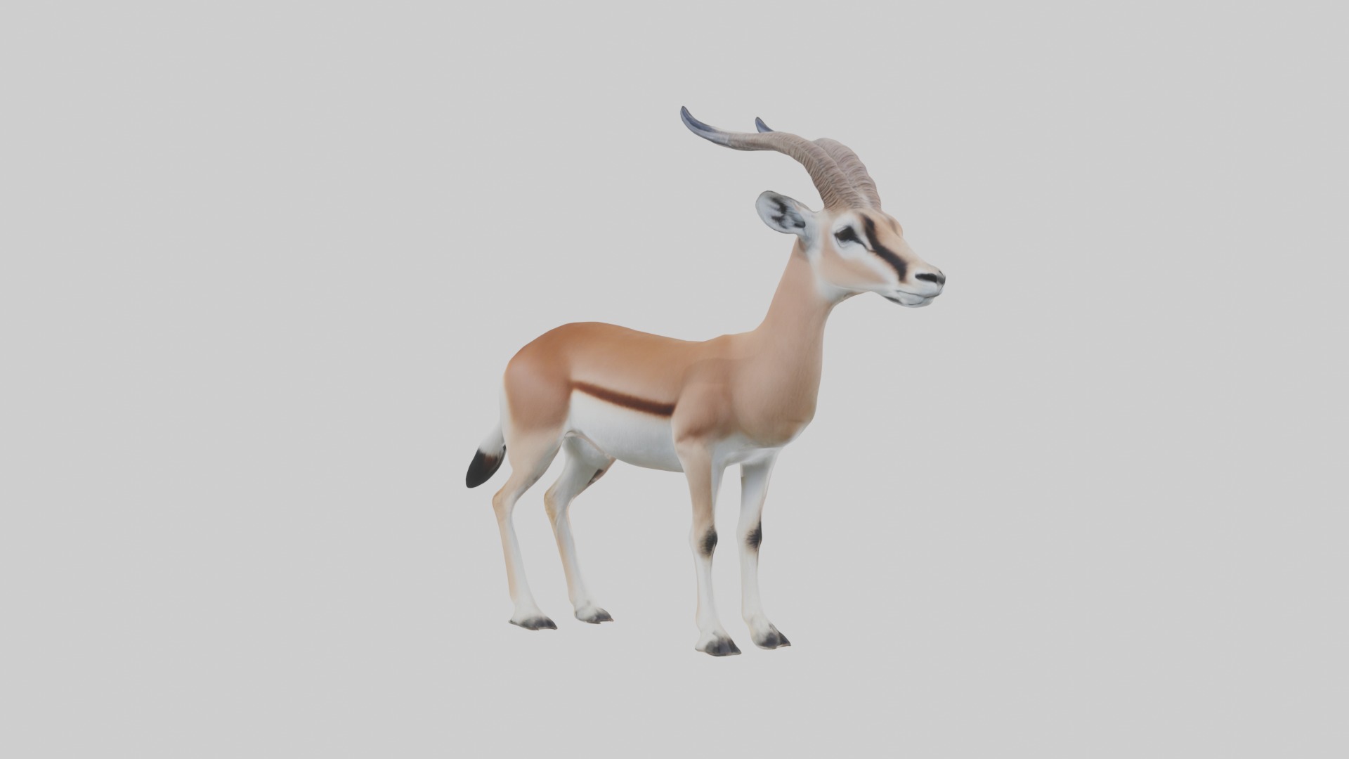 Slender-horned gazelle Low-poly 3D model_2