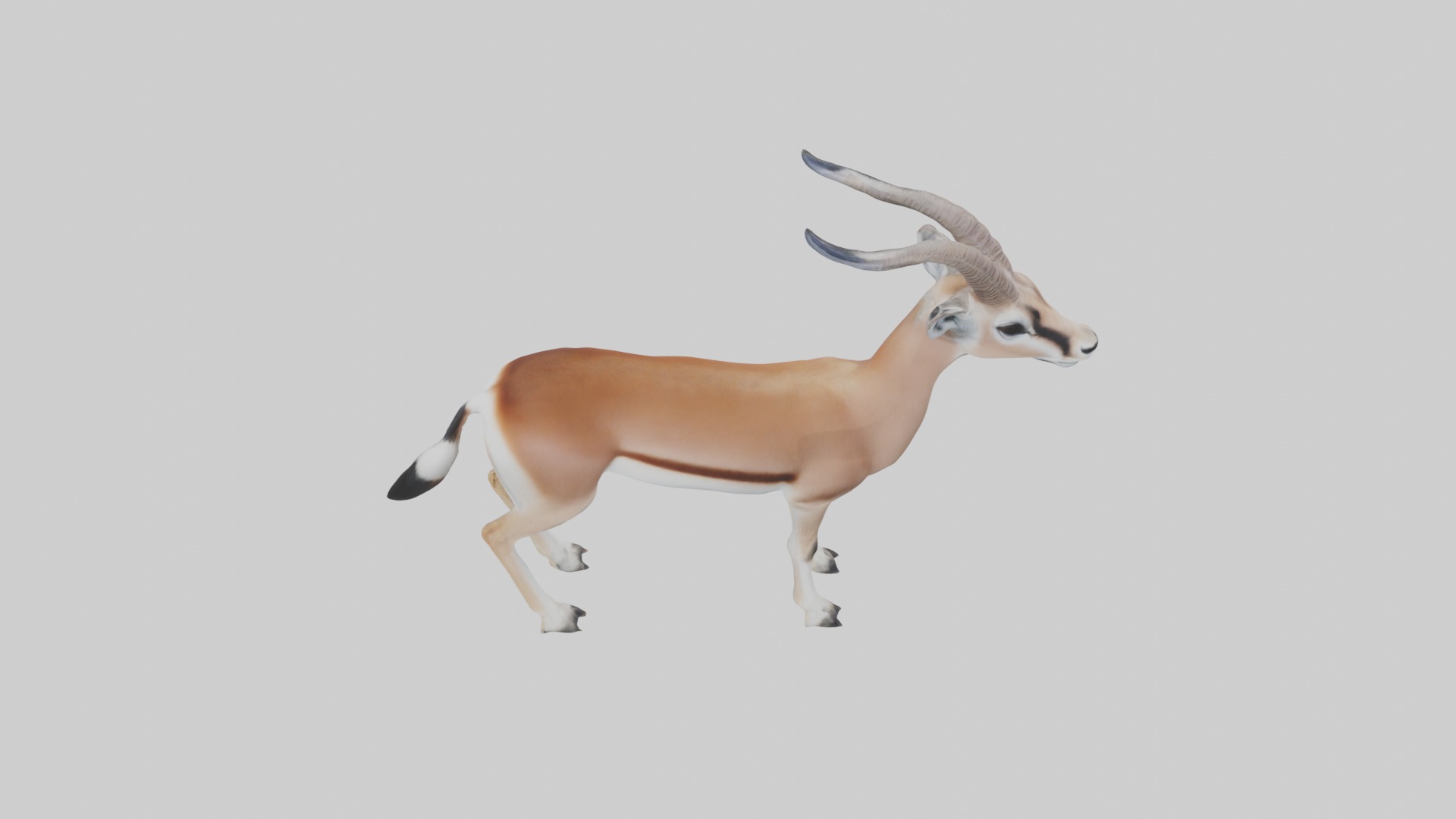 Slender-horned gazelle Low-poly 3D model_9
