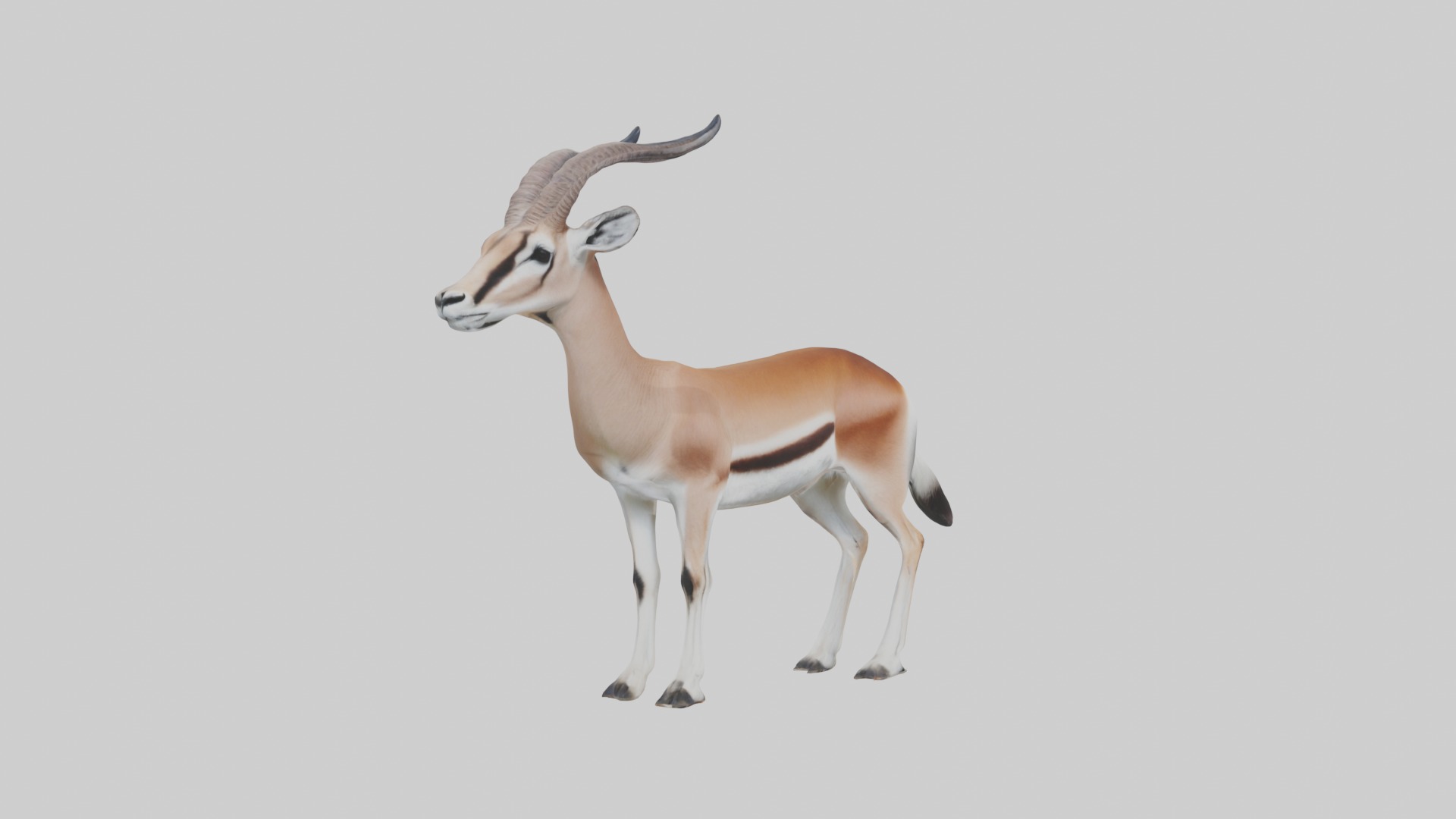 Slender-horned gazelle Low-poly 3D model_5