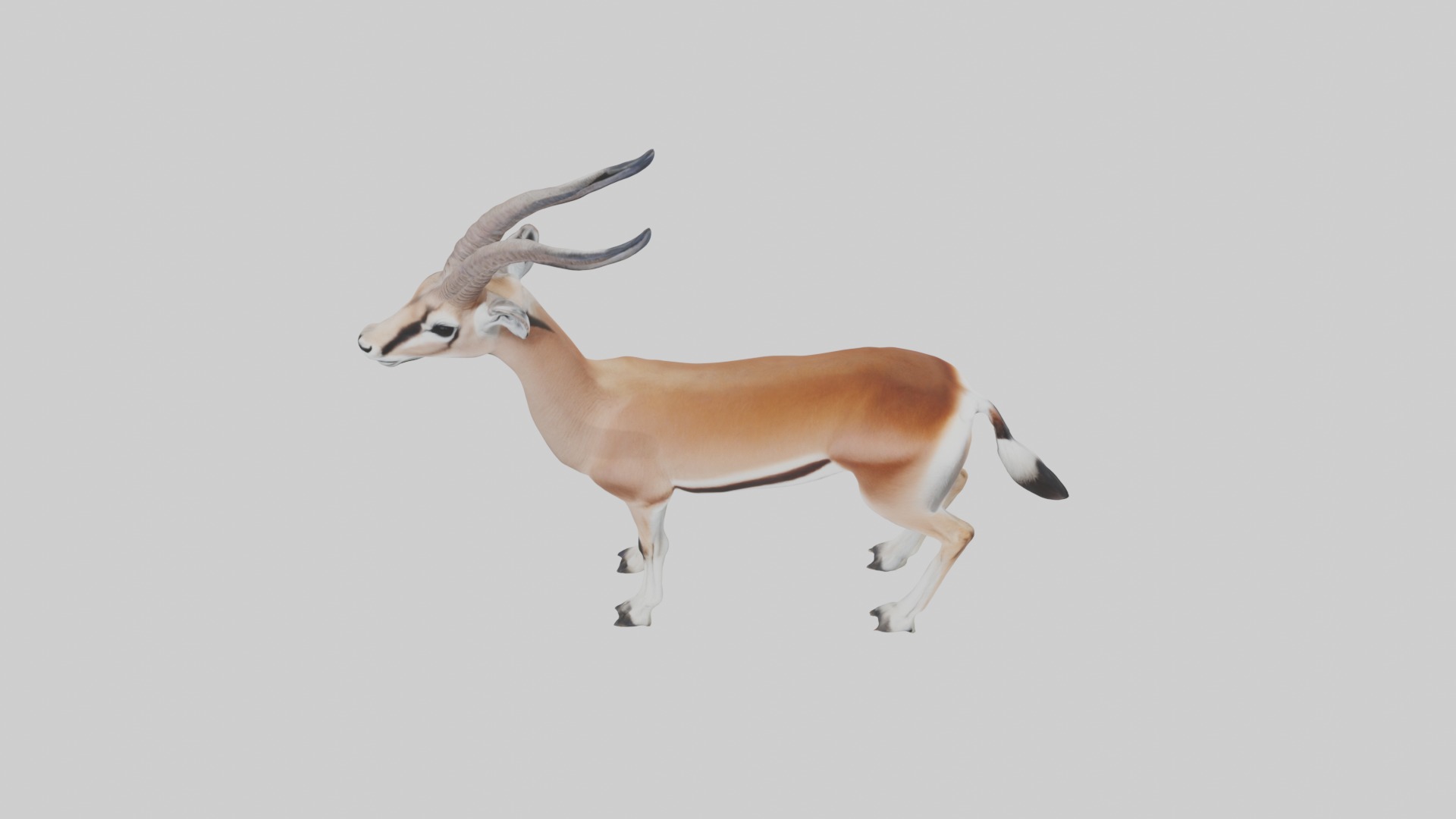 Slender-horned gazelle Low-poly 3D model_10