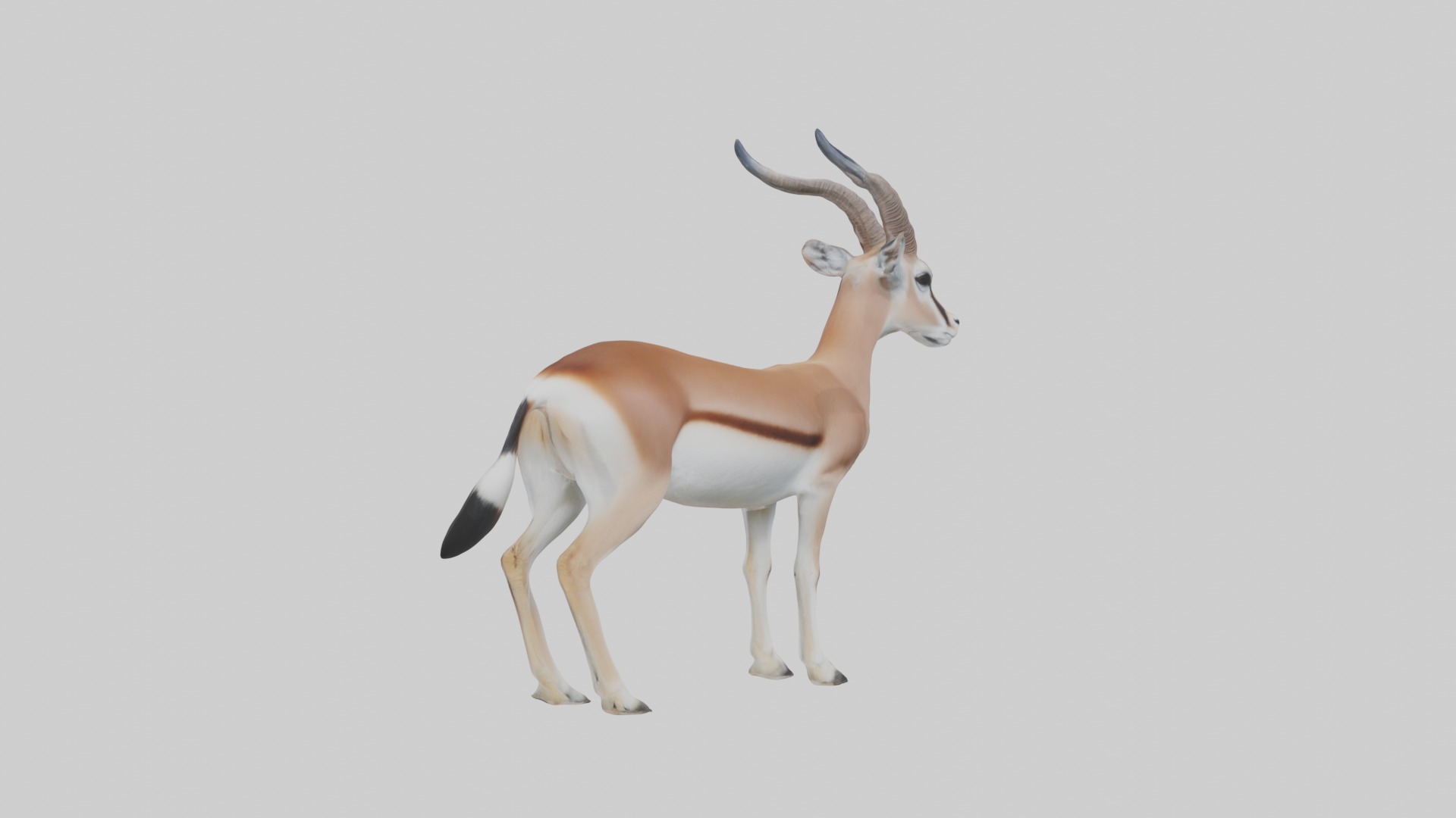 Slender-horned gazelle Low-poly 3D model_1