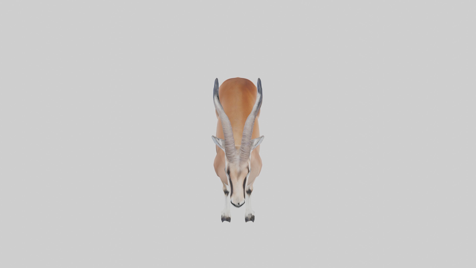 Slender-horned gazelle Low-poly 3D model_12