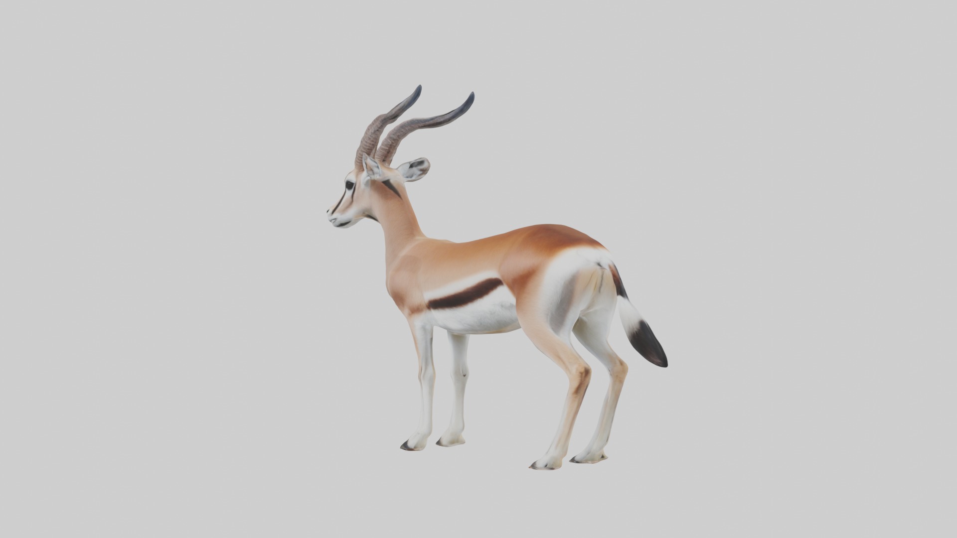 Slender-horned gazelle Low-poly 3D model_4