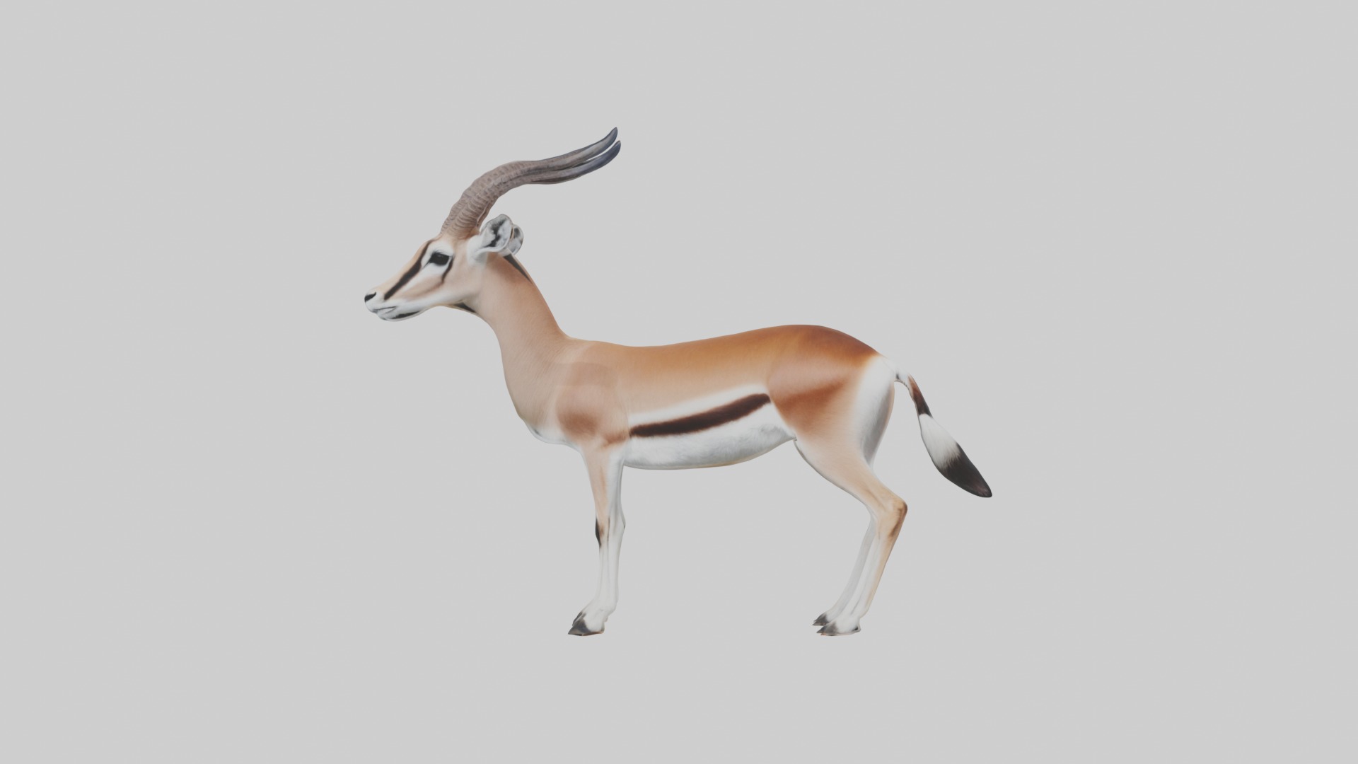 Slender-horned gazelle Low-poly 3D model_3