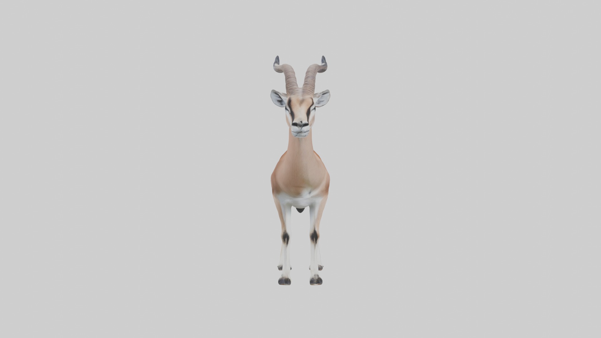 Slender-horned gazelle Low-poly 3D model_7