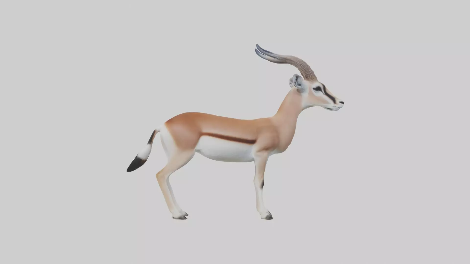 Slender-horned gazelle Low-poly 3D model_0