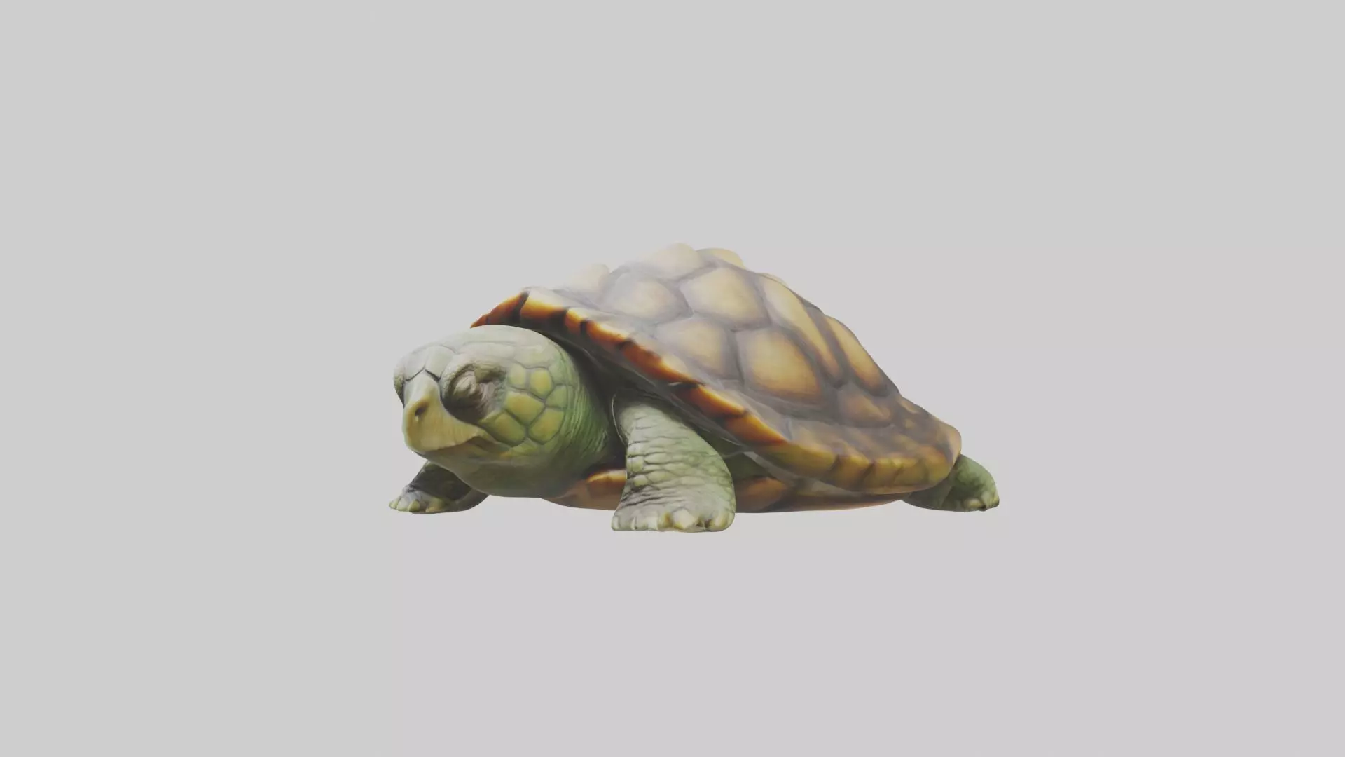 Sleeping Turtle Model Low-poly 3D model_0
