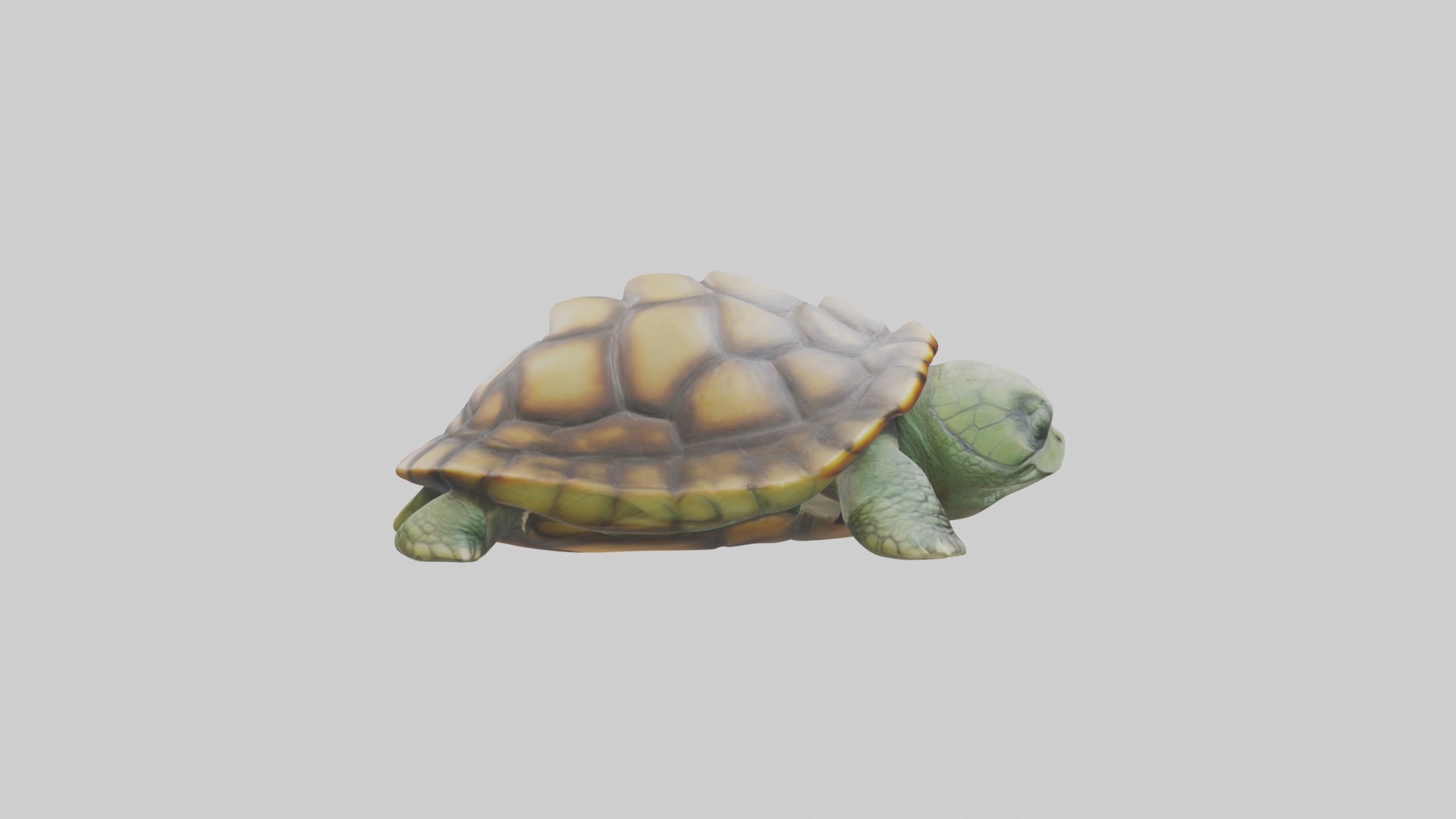 Sleeping Turtle Model Low-poly 3D model_7