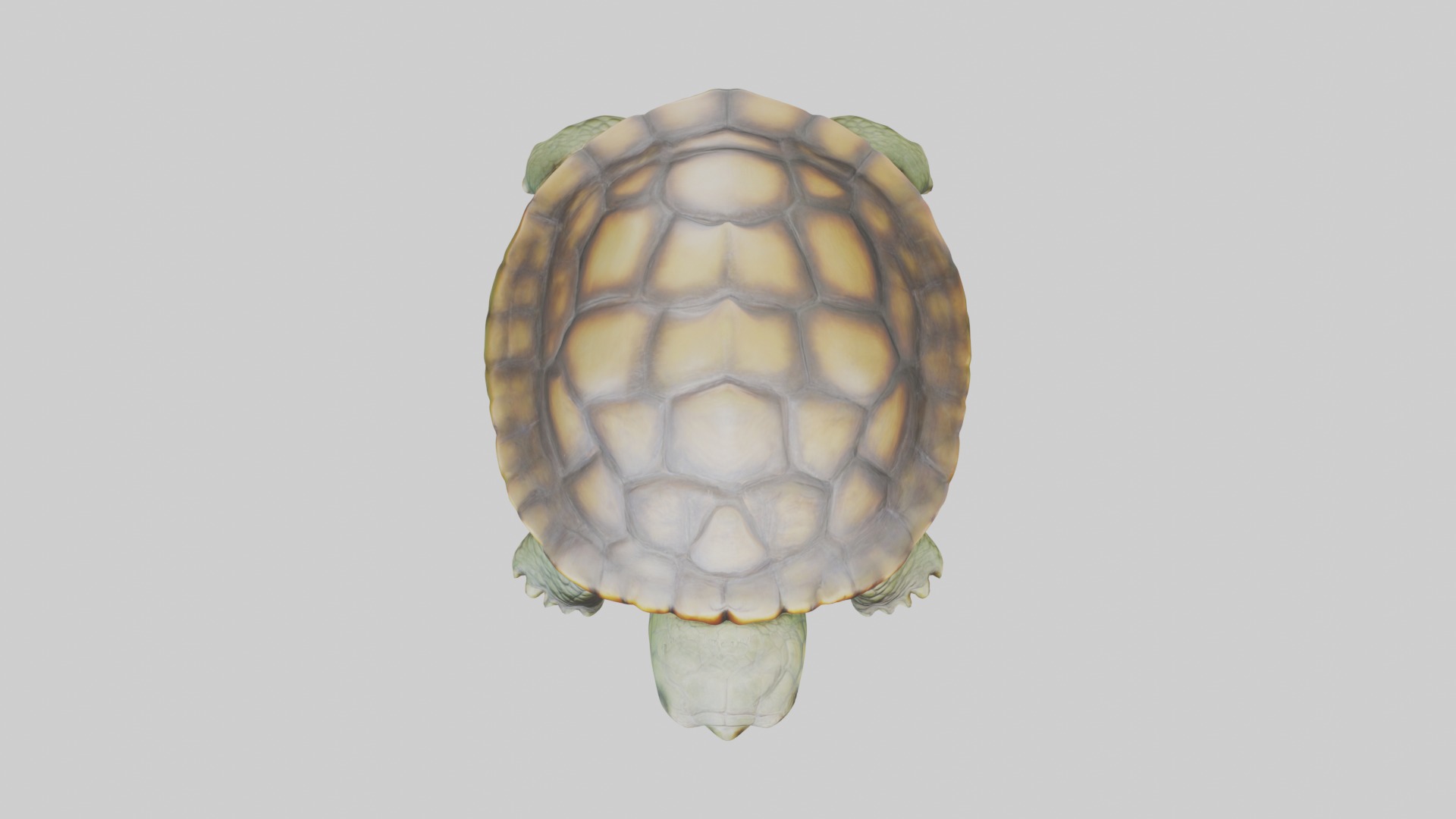 Sleeping Turtle Model Low-poly 3D model_8