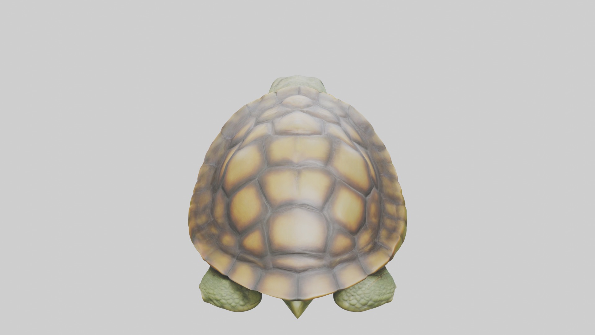 Sleeping Turtle Model Low-poly 3D model_9