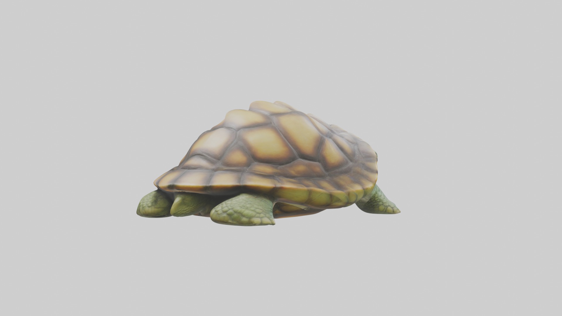 Sleeping Turtle Model Low-poly 3D model_2