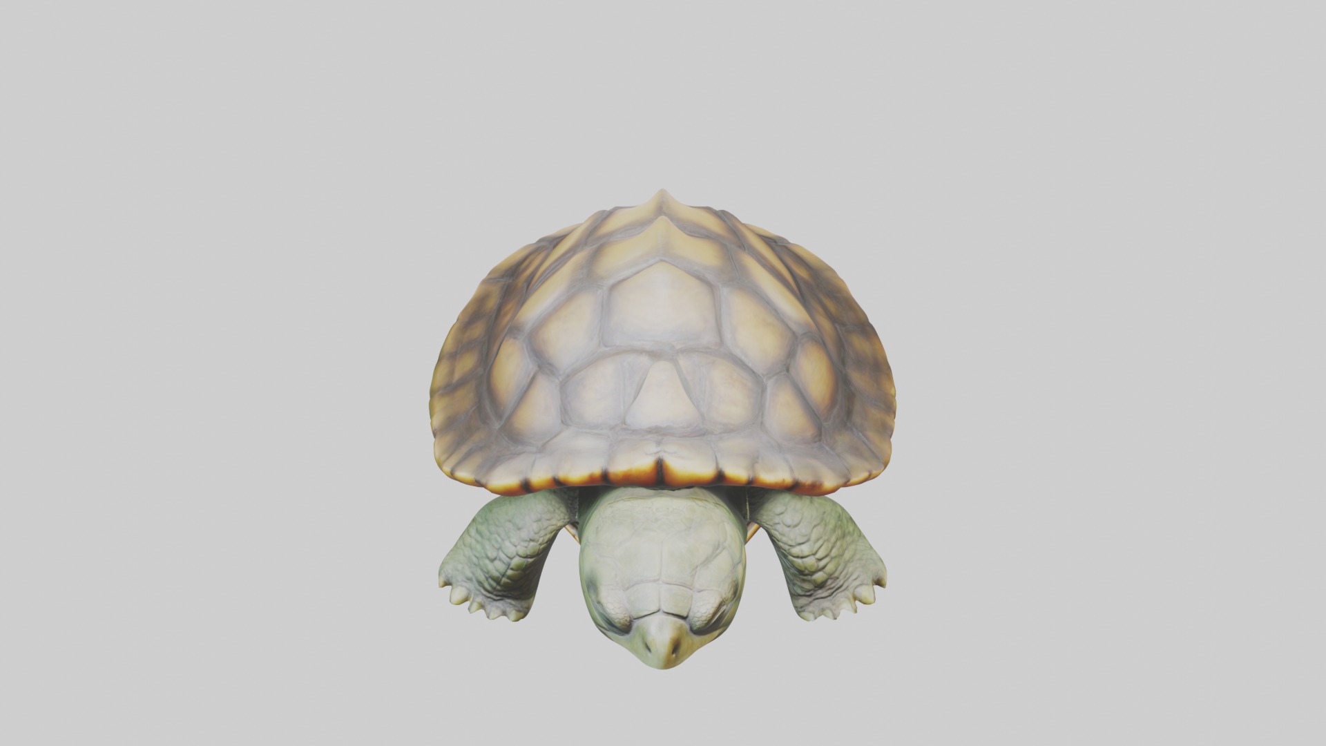 Sleeping Turtle Model Low-poly 3D model_10