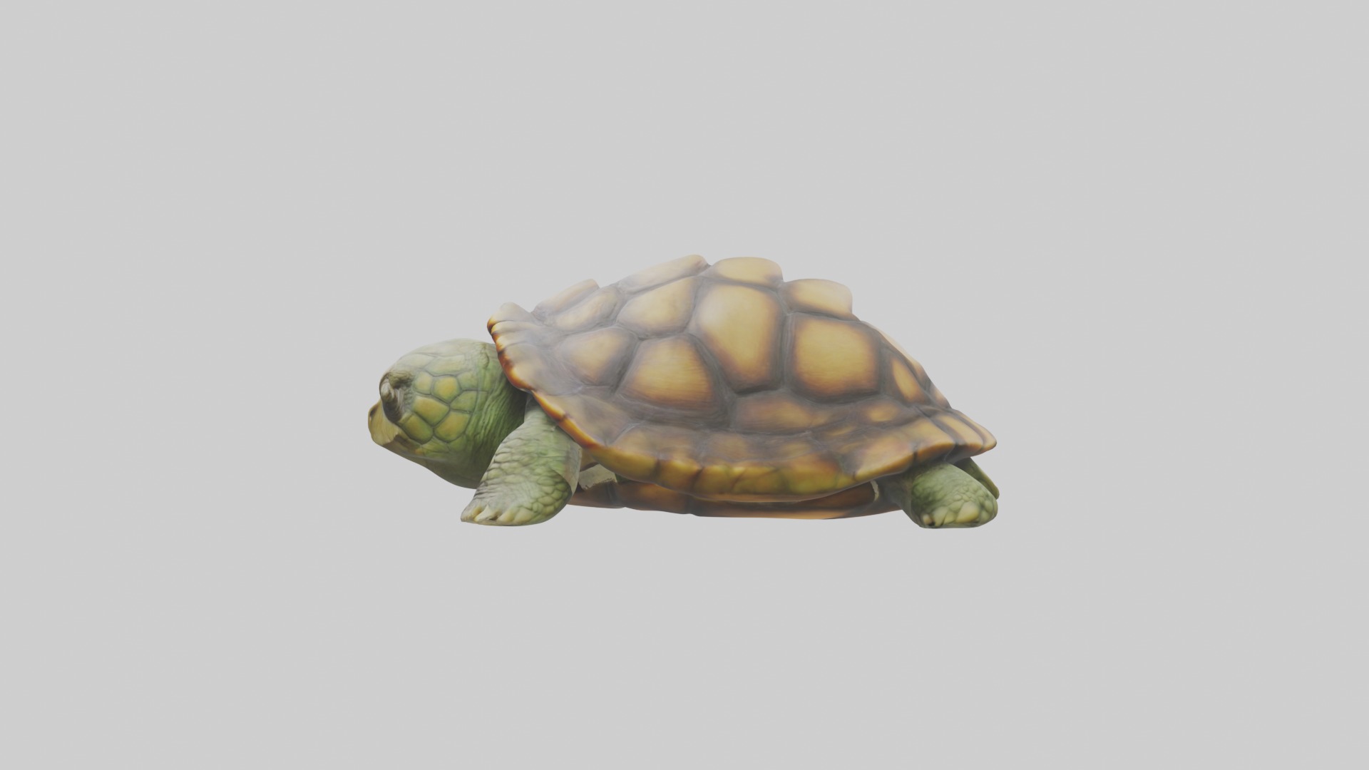 Sleeping Turtle Model Low-poly 3D model_6