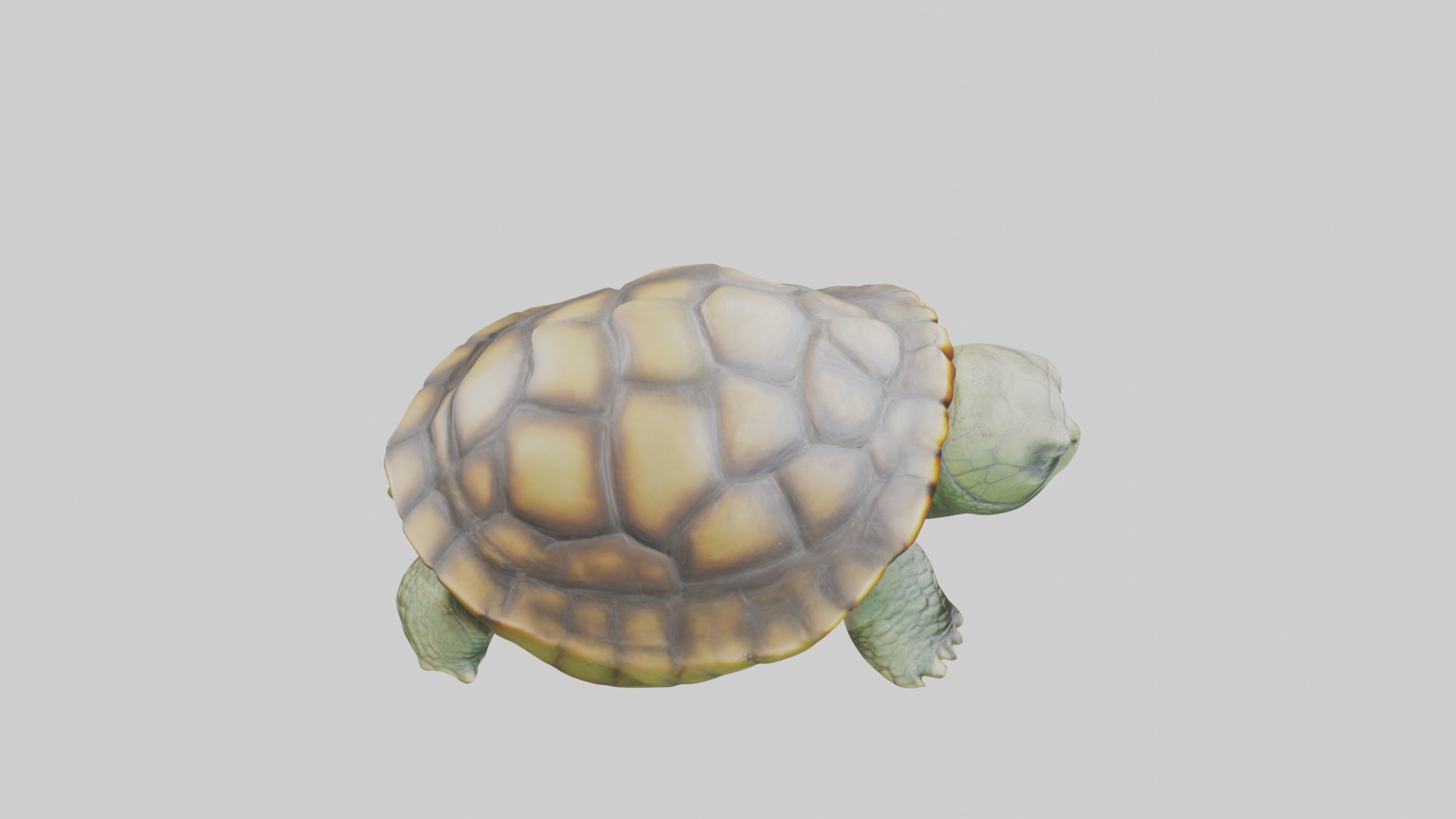 Sleeping Turtle Model Low-poly 3D model_12