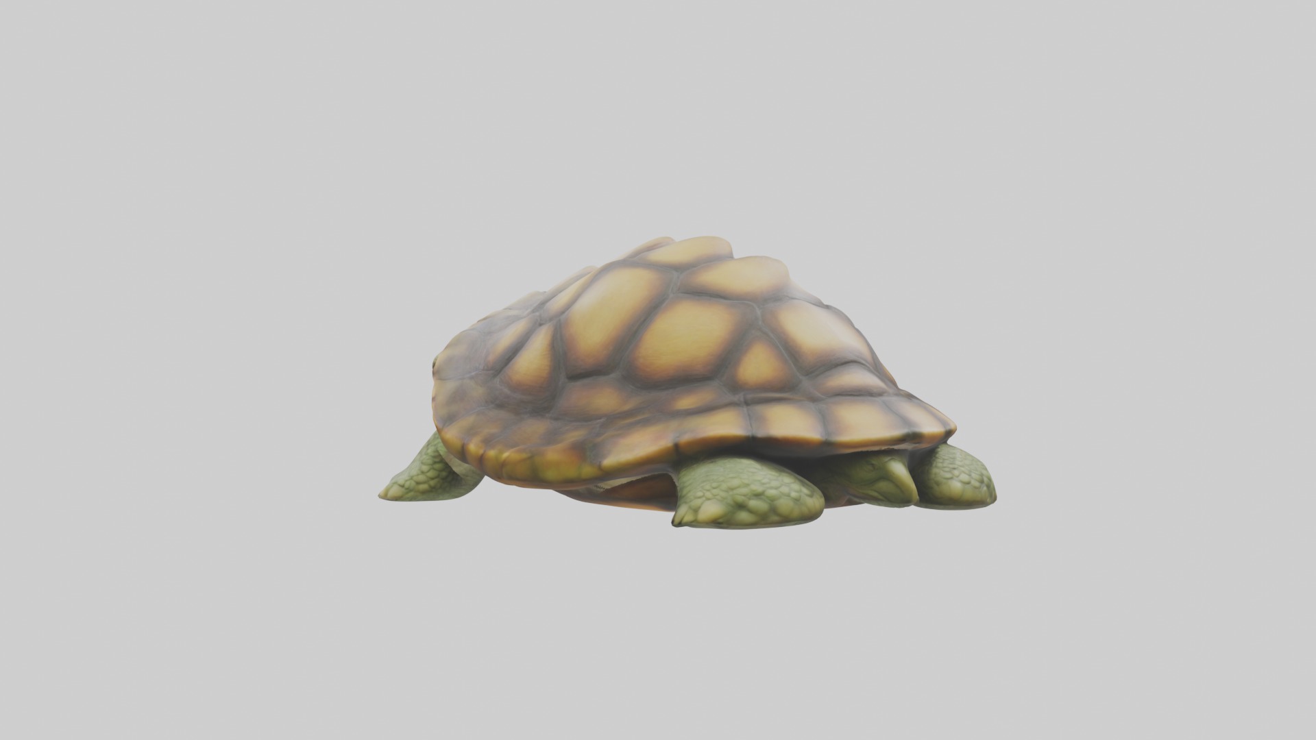 Sleeping Turtle Model Low-poly 3D model_3