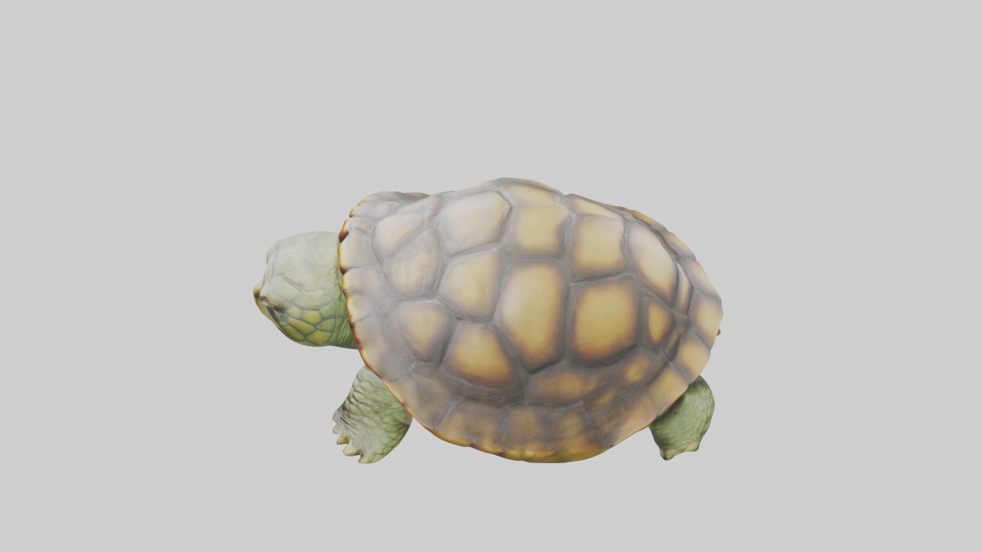 Sleeping Turtle Model Low-poly 3D model_11