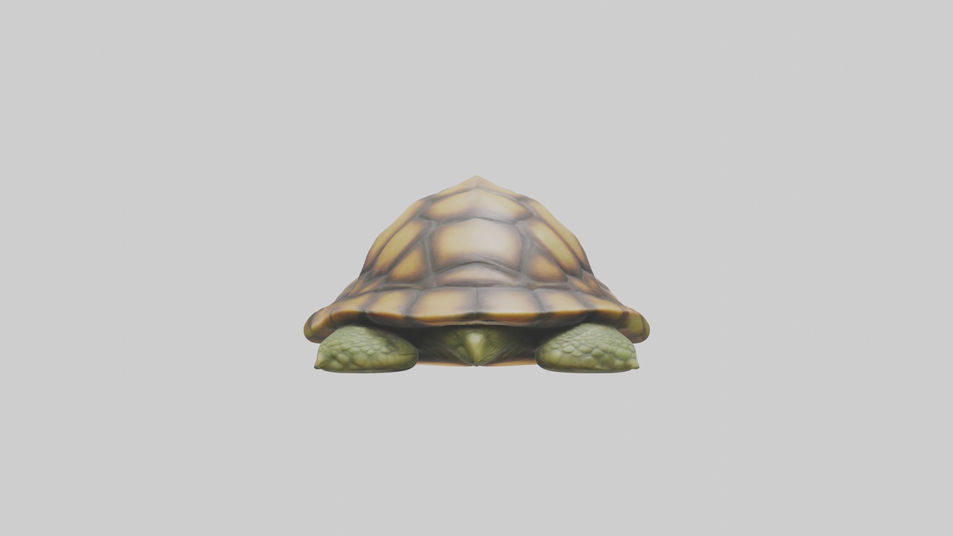 Sleeping Turtle Model Low-poly 3D model_1
