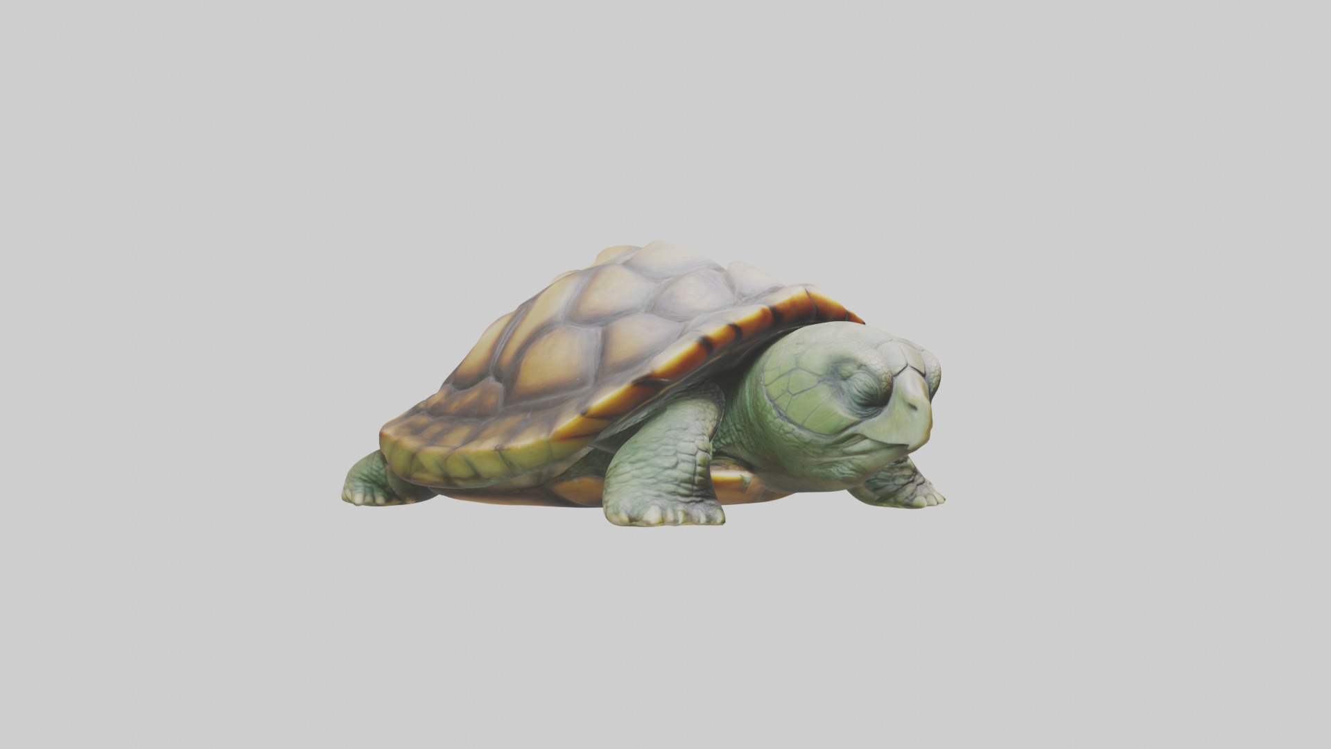 Sleeping Turtle Model Low-poly 3D model_5
