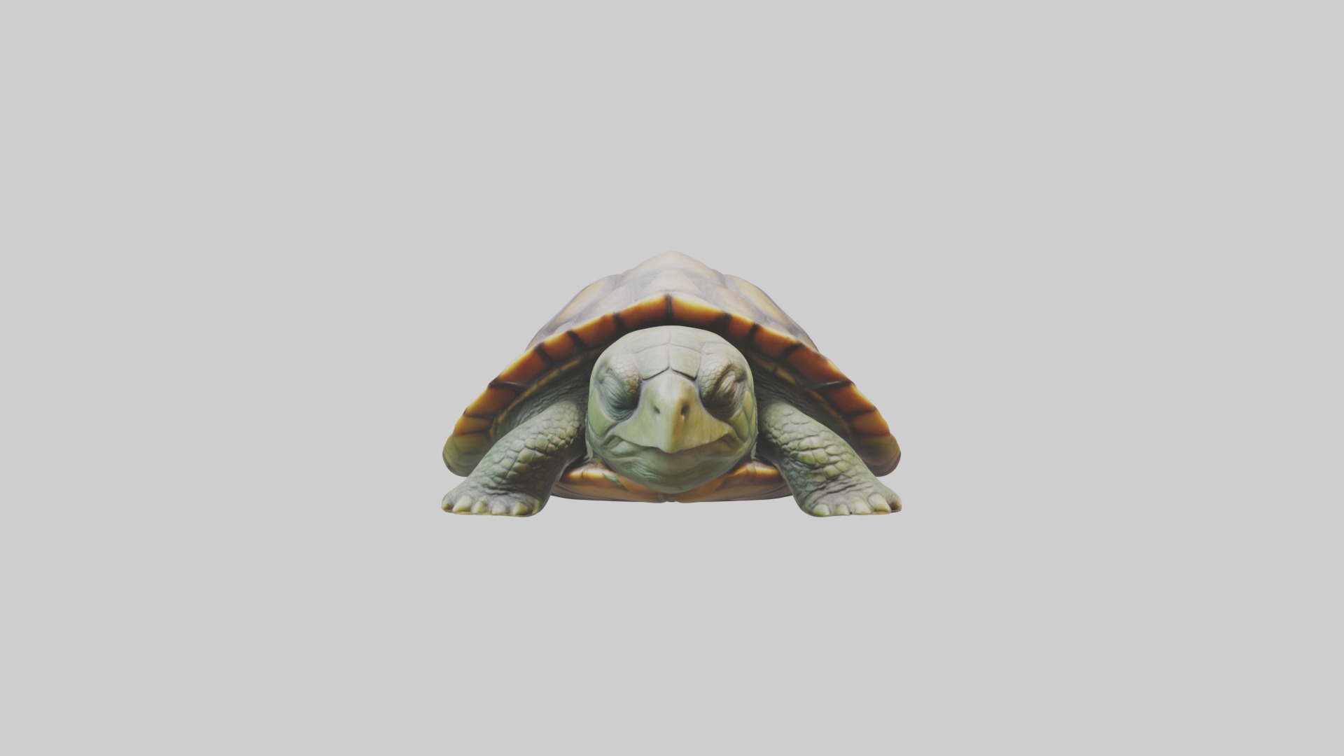 Sleeping Turtle Model Low-poly 3D model_4