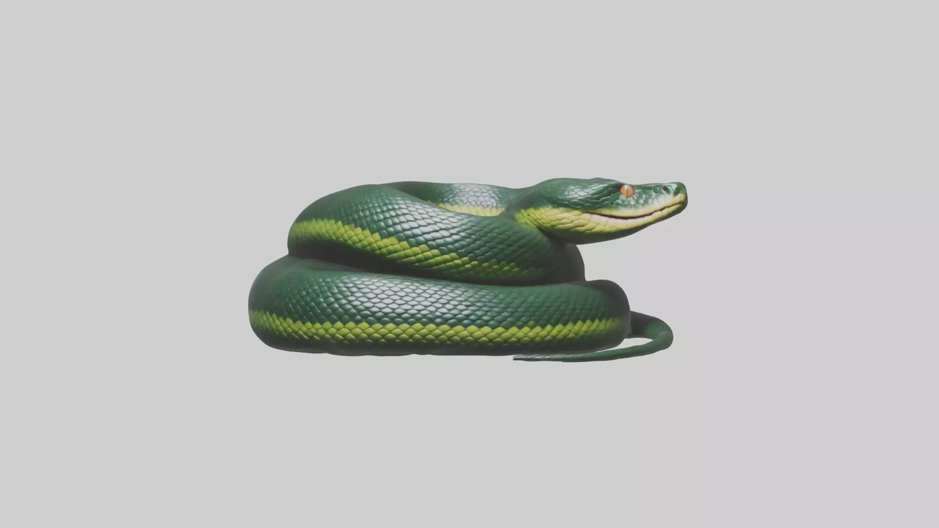Sleeping Snake Model Low-poly 3D model_0