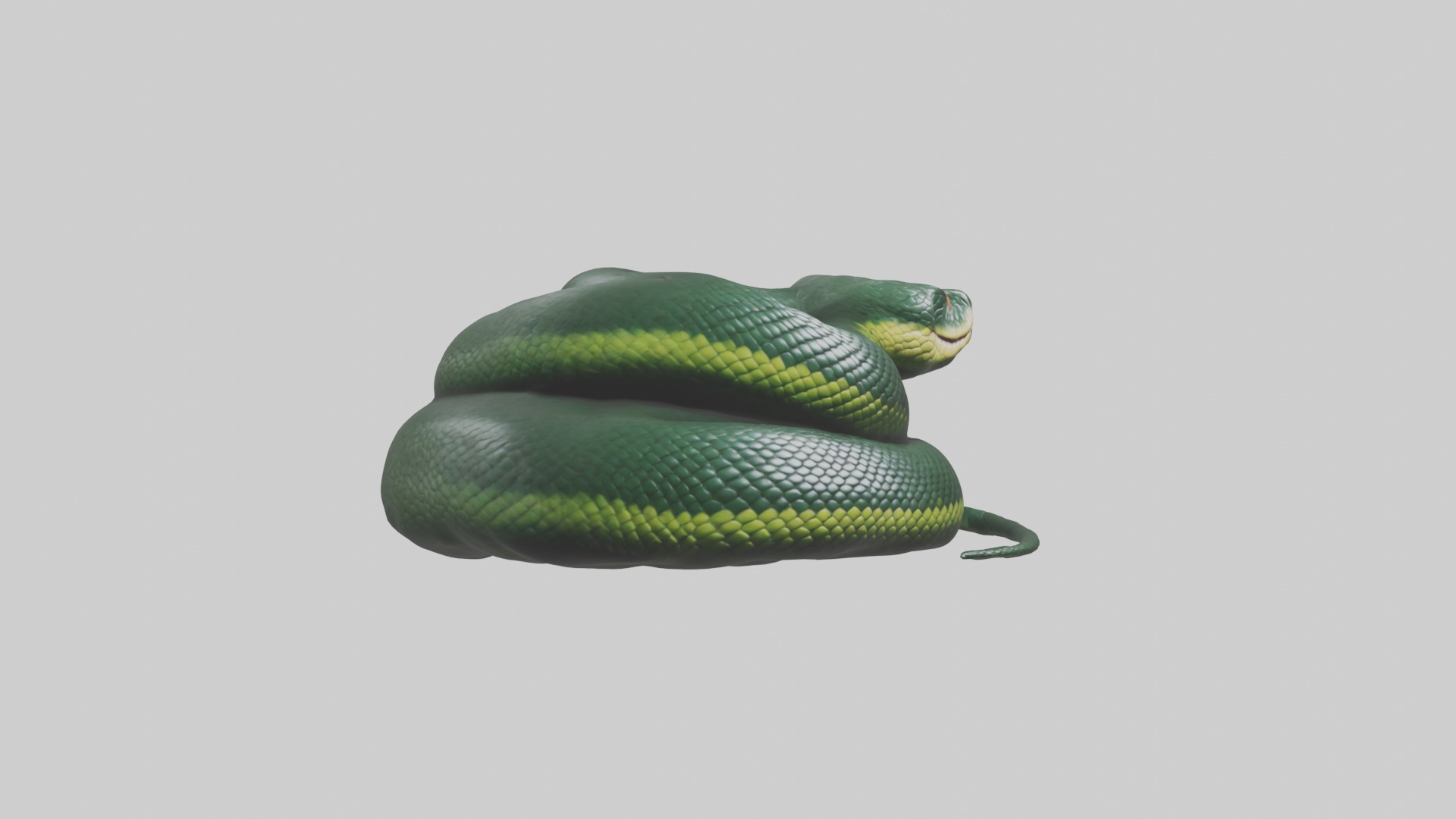 Sleeping Snake Model Low-poly 3D model_5