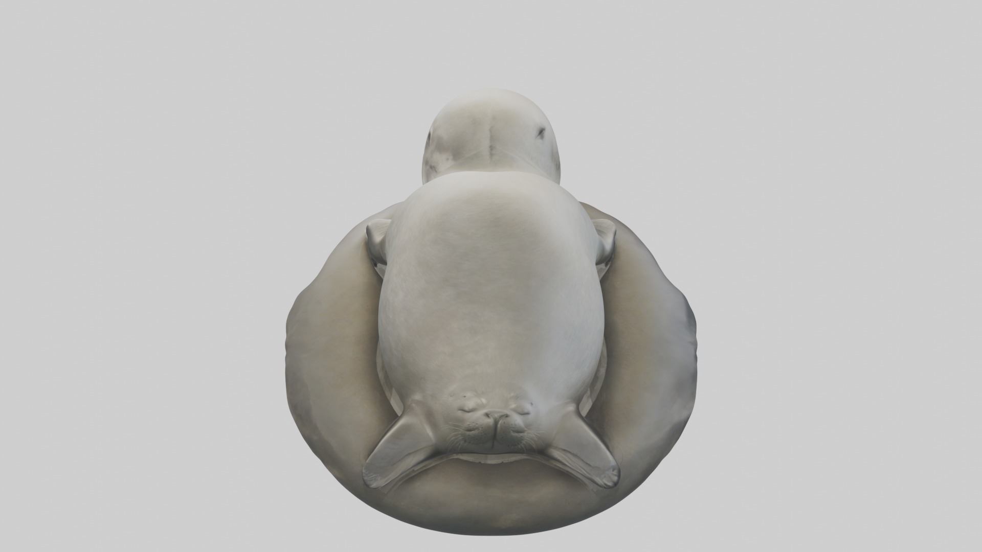 Sleeping Seal Model Low-poly 3D model_9