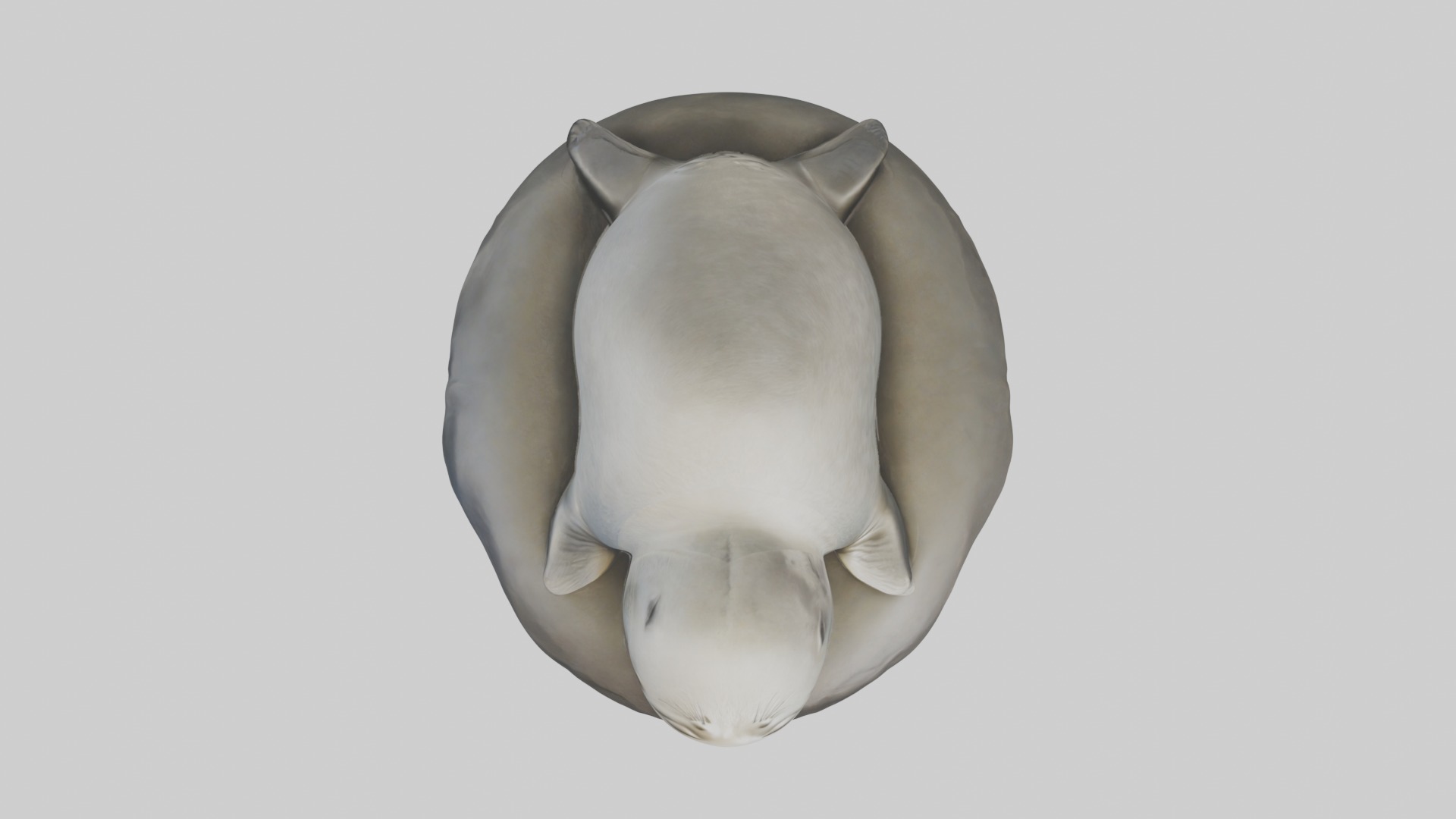 Sleeping Seal Model Low-poly 3D model_8