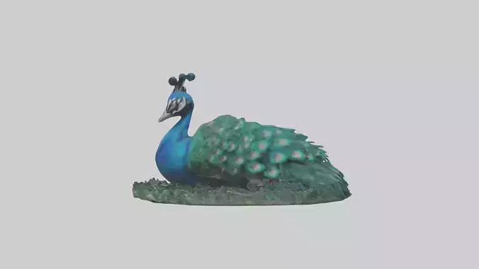 Sleeping Peacock Model