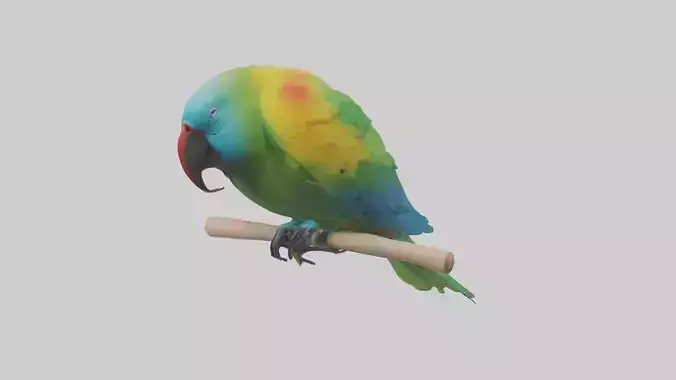 Sleeping Parrot Model