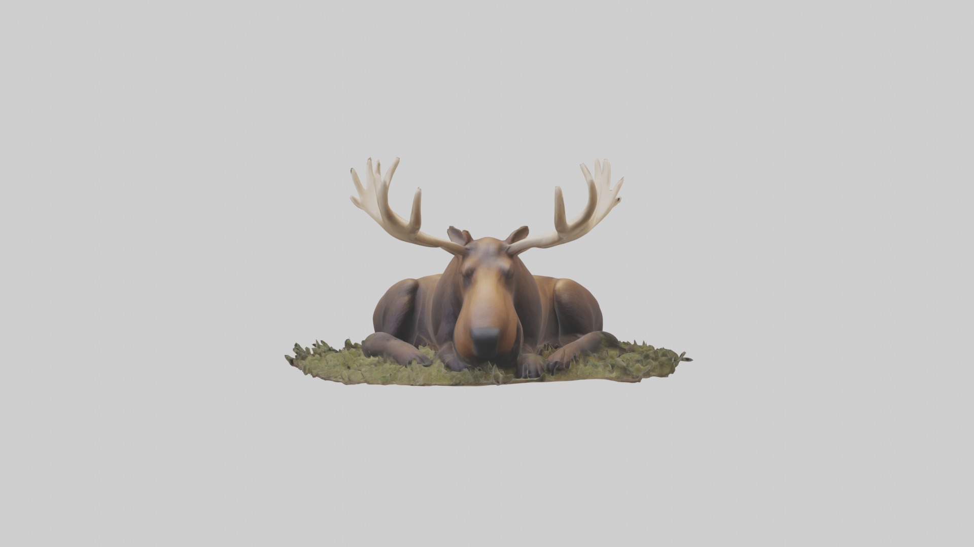 Sleeping Moose Model Low-poly 3D model_4
