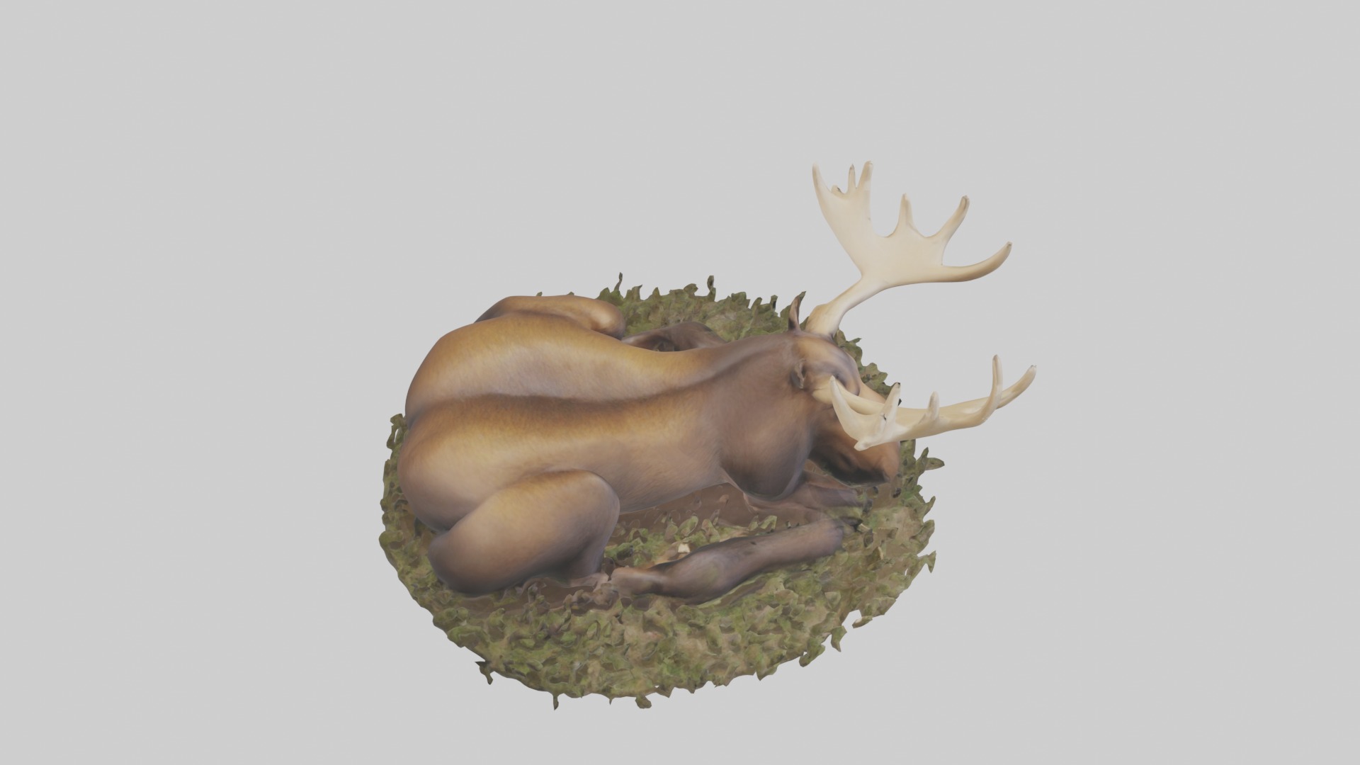 Sleeping Moose Model Low-poly 3D model_12