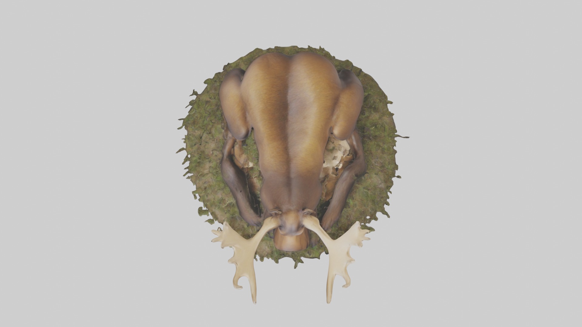Sleeping Moose Model Low-poly 3D model_8