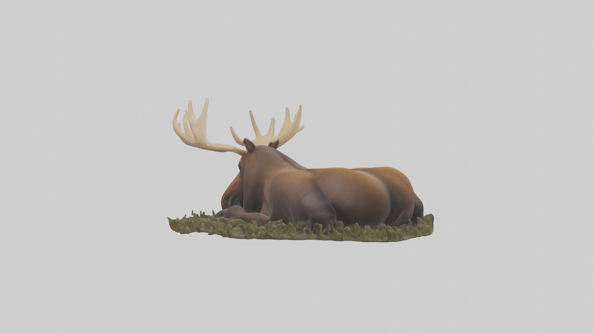 Sleeping Moose Model Low-poly 3D model_2