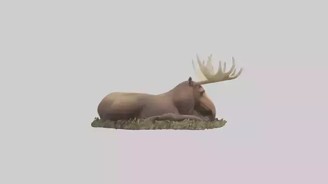 Sleeping Moose Model