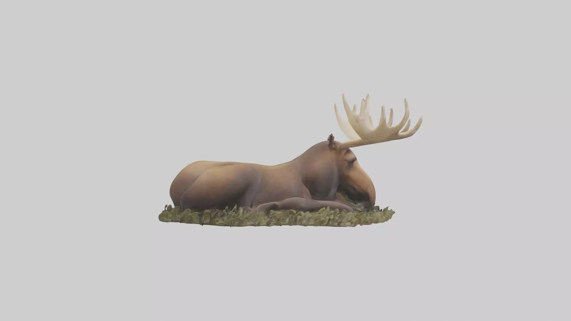 Sleeping Moose Model Low-poly 3D model_0