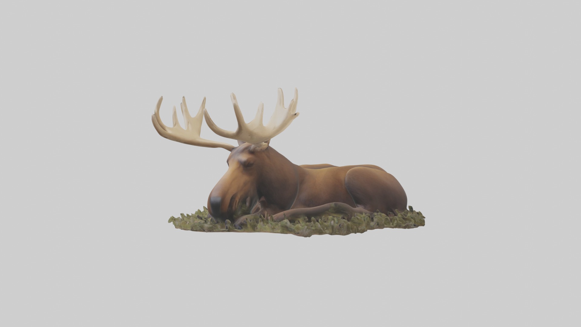 Sleeping Moose Model Low-poly 3D model_5