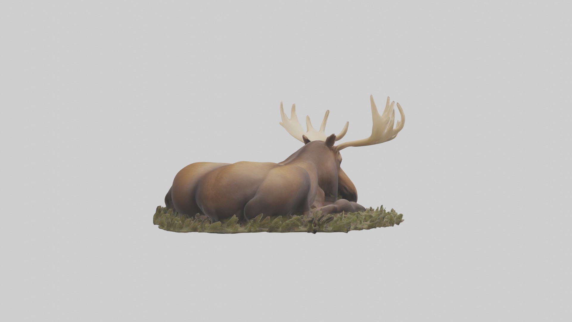 Sleeping Moose Model Low-poly 3D model_3