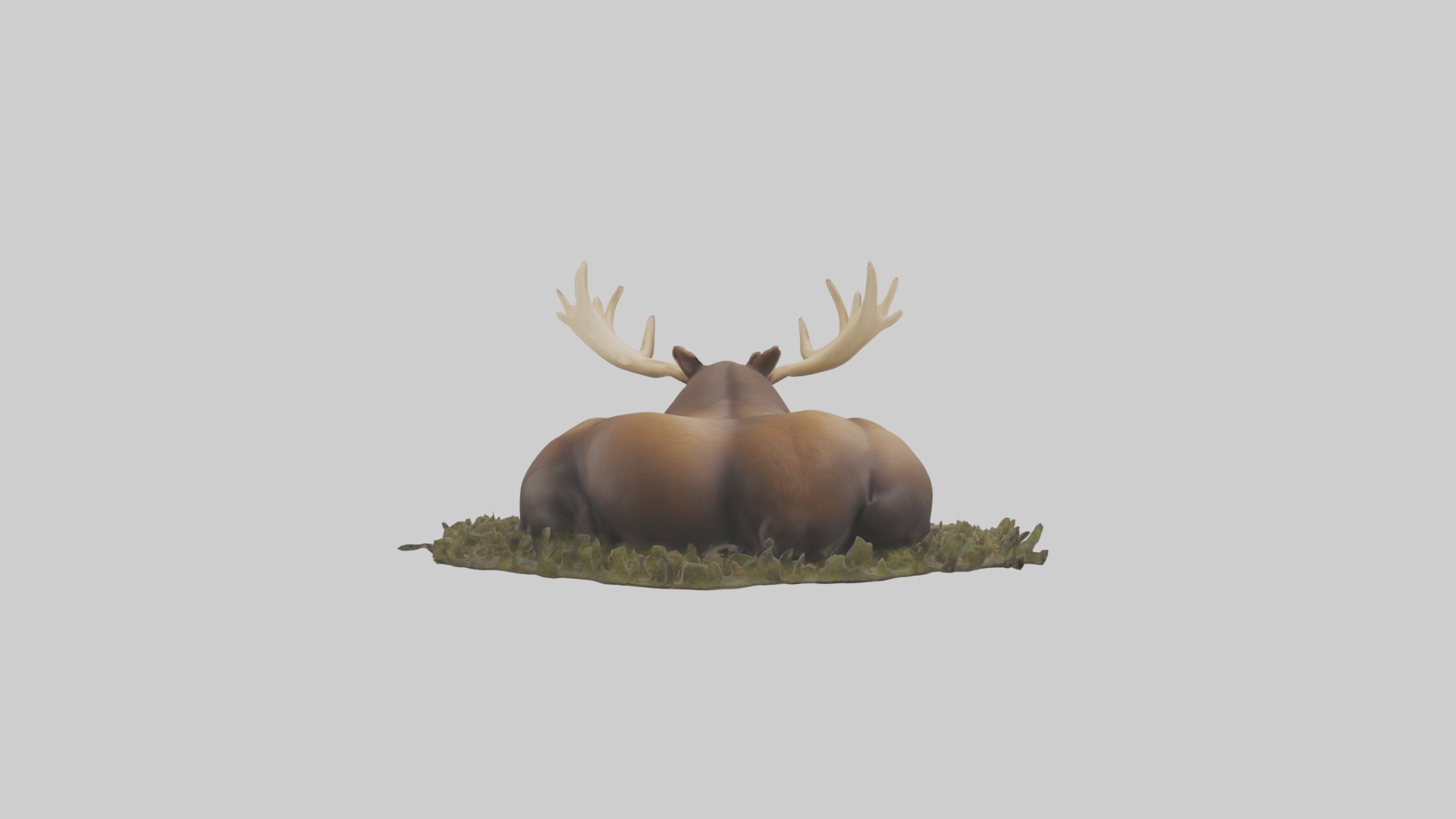 Sleeping Moose Model Low-poly 3D model_1