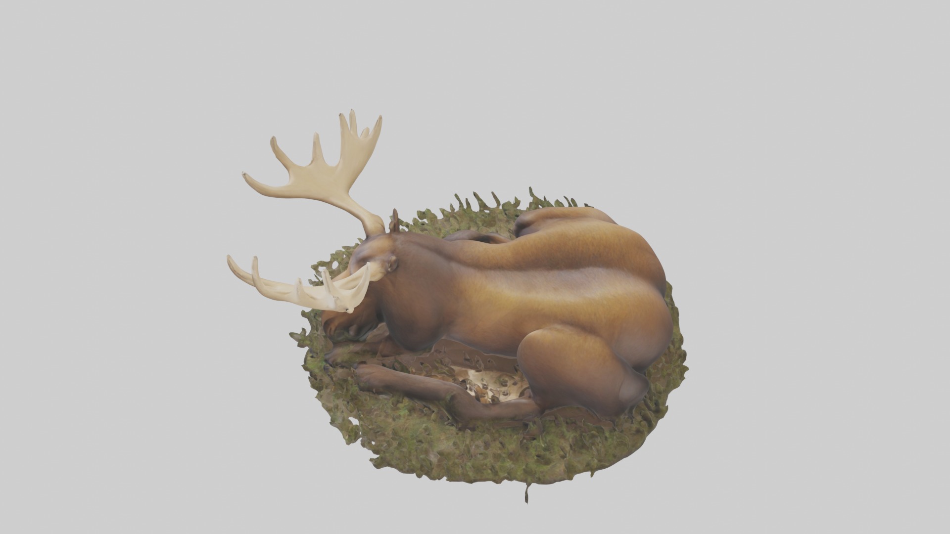 Sleeping Moose Model Low-poly 3D model_11