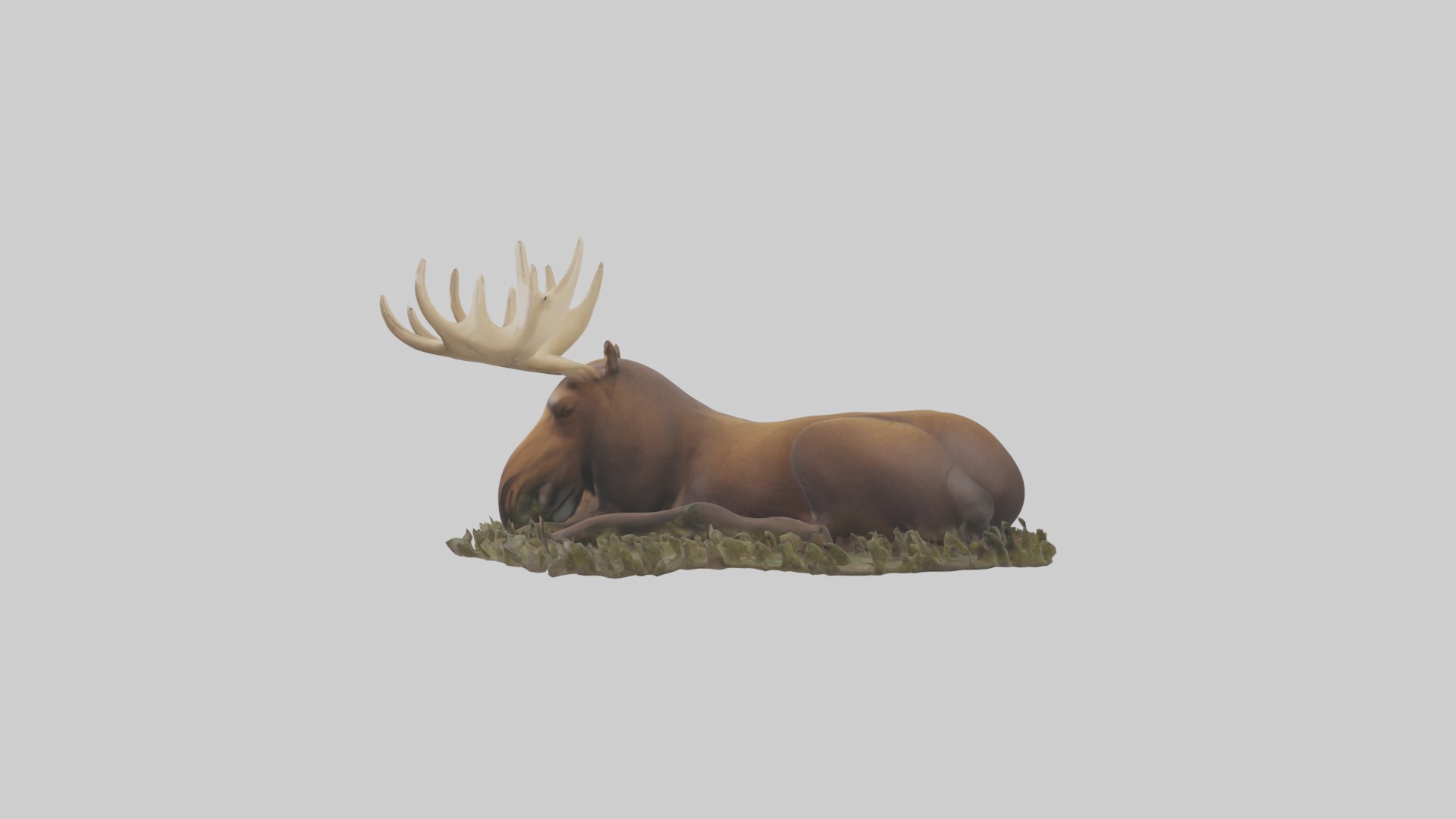 Sleeping Moose Model Low-poly 3D model_7