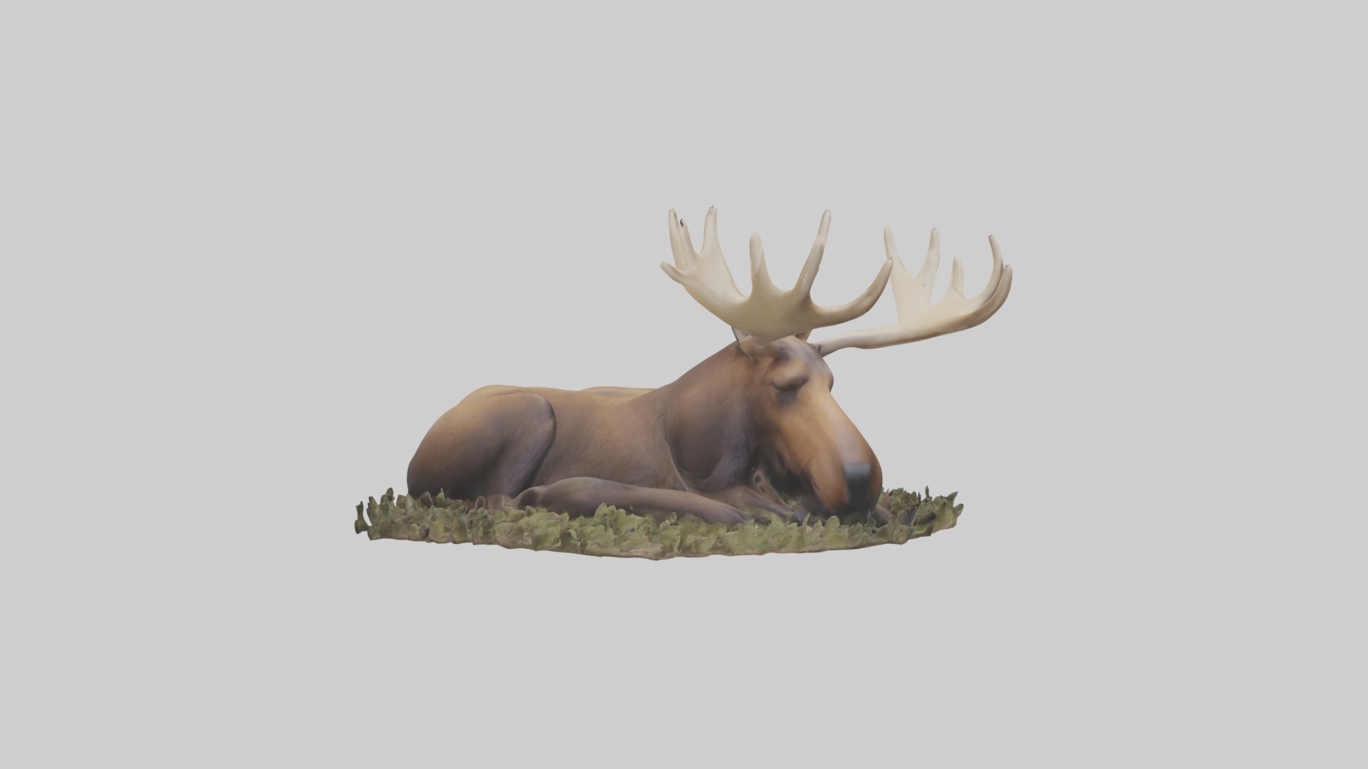 Sleeping Moose Model Low-poly 3D model_6