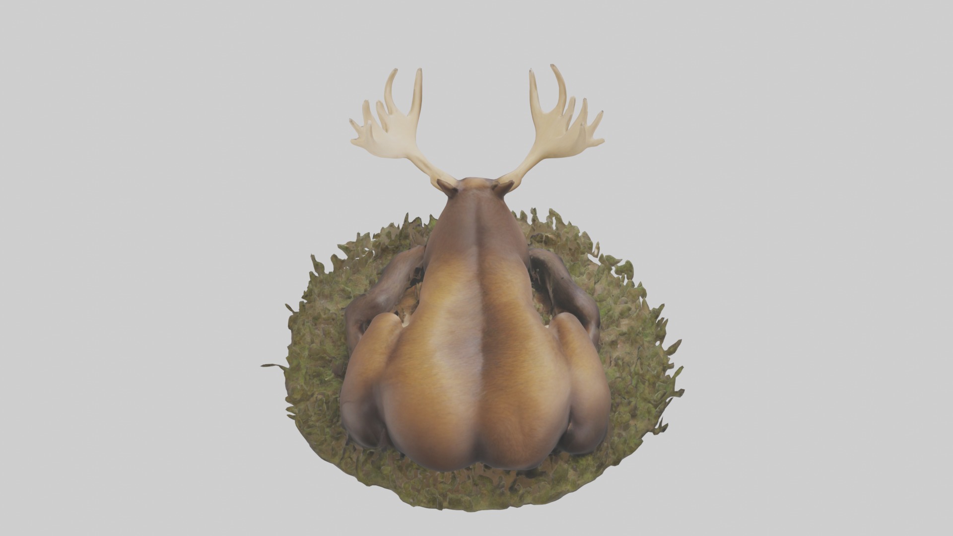 Sleeping Moose Model Low-poly 3D model_9