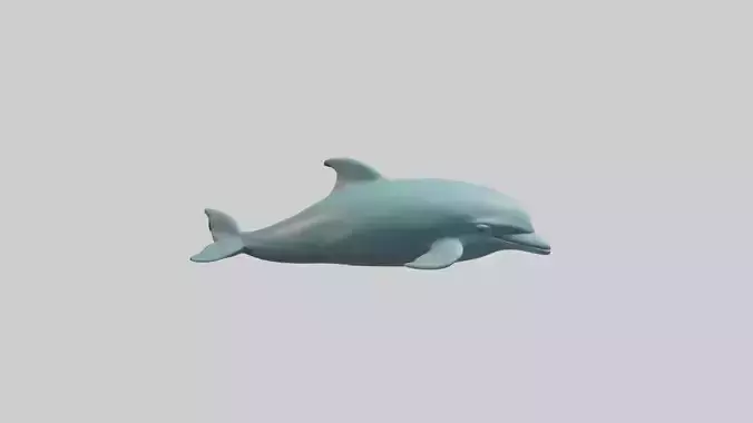 Sleeping Dolphin Model