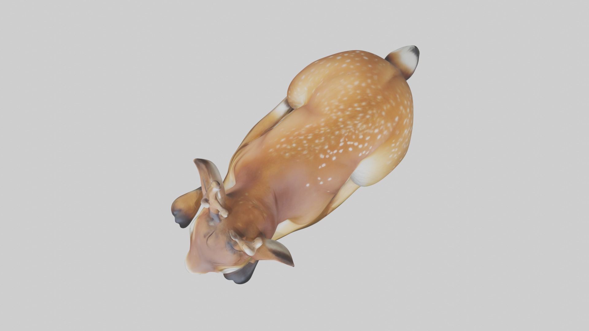 Sleeping Deer Model Low-poly 3D model_8