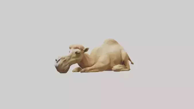 Sleeping Camel Model