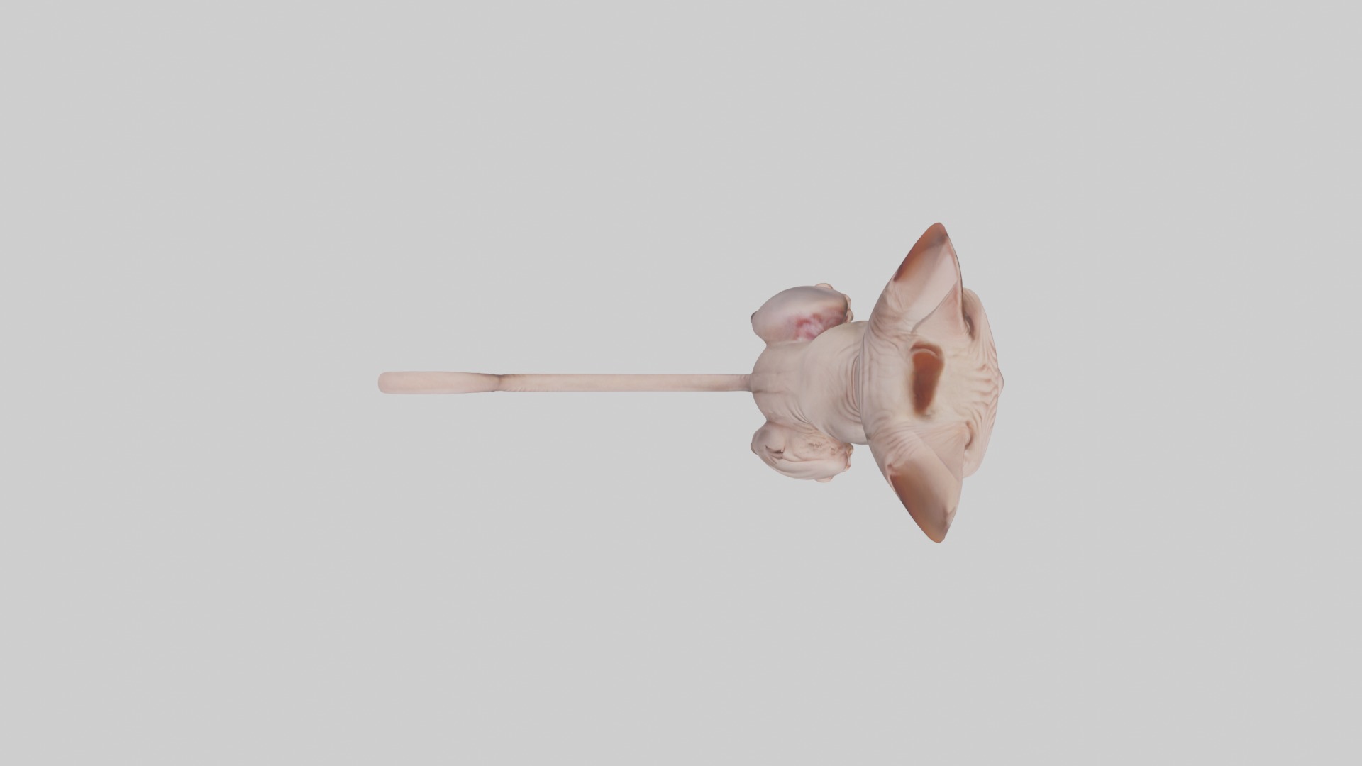 Sitting Sphynx Cat model Low-poly 3D model_8