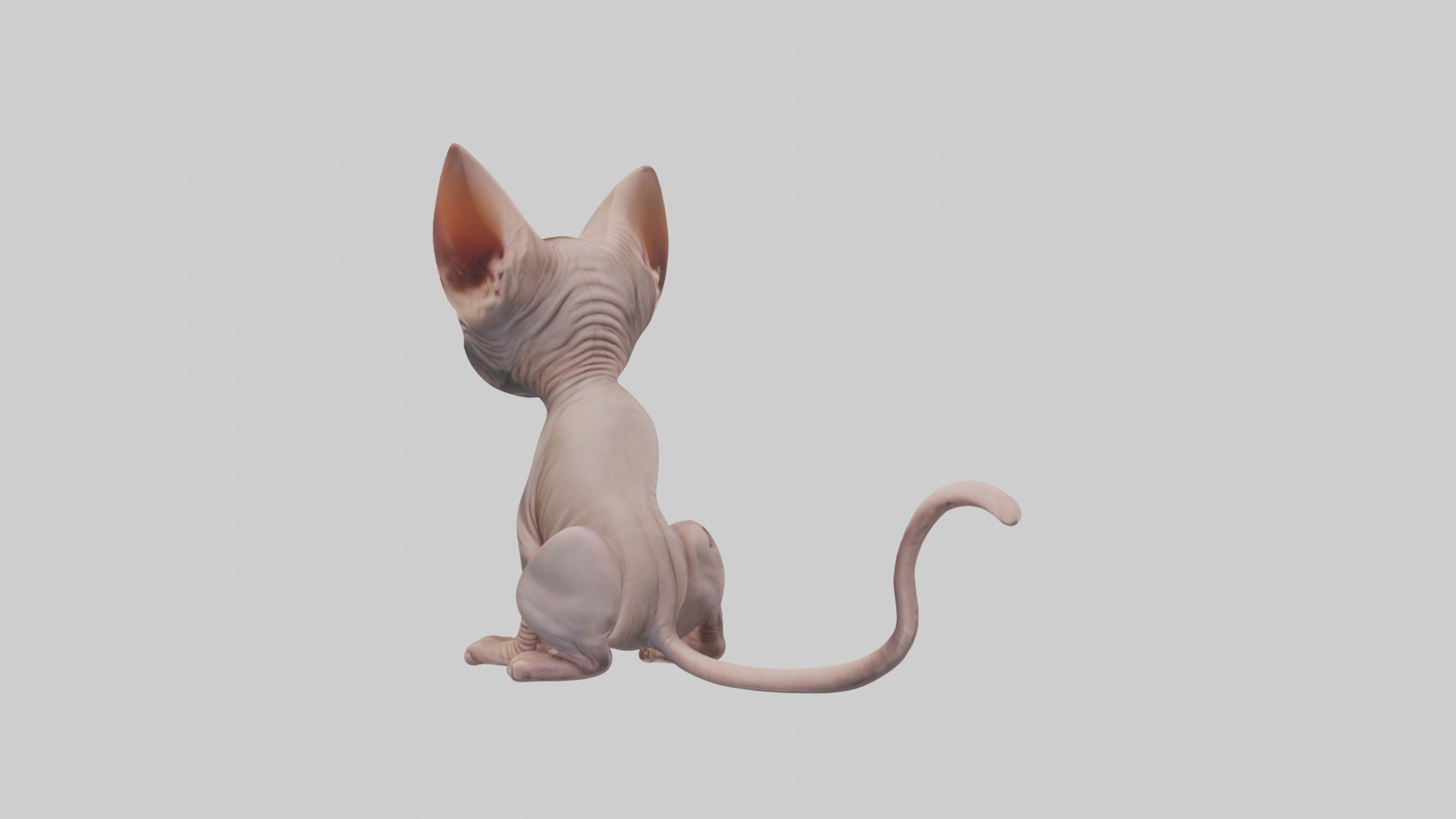 Sitting Sphynx Cat model Low-poly 3D model_2