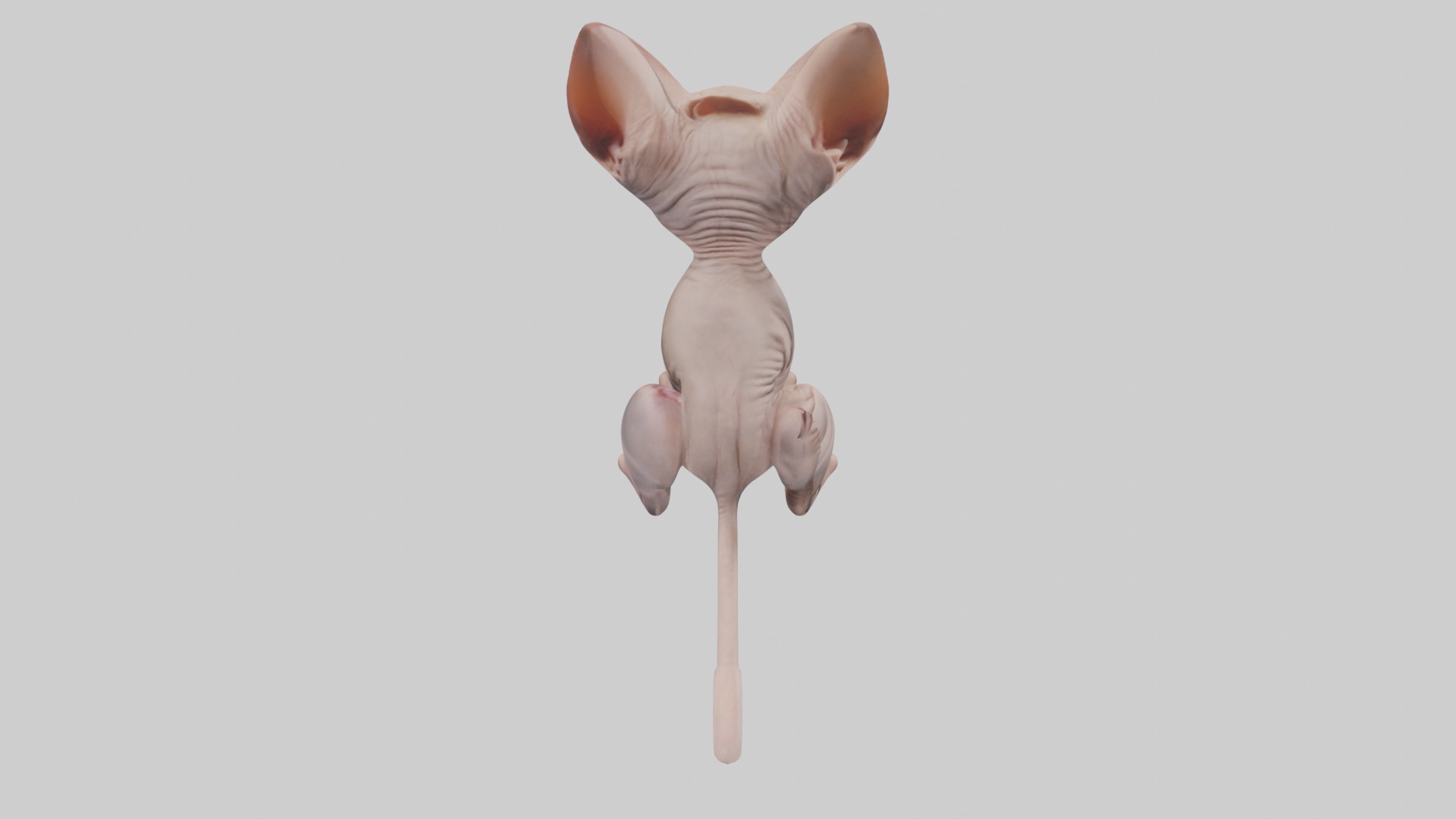 Sitting Sphynx Cat model Low-poly 3D model_12