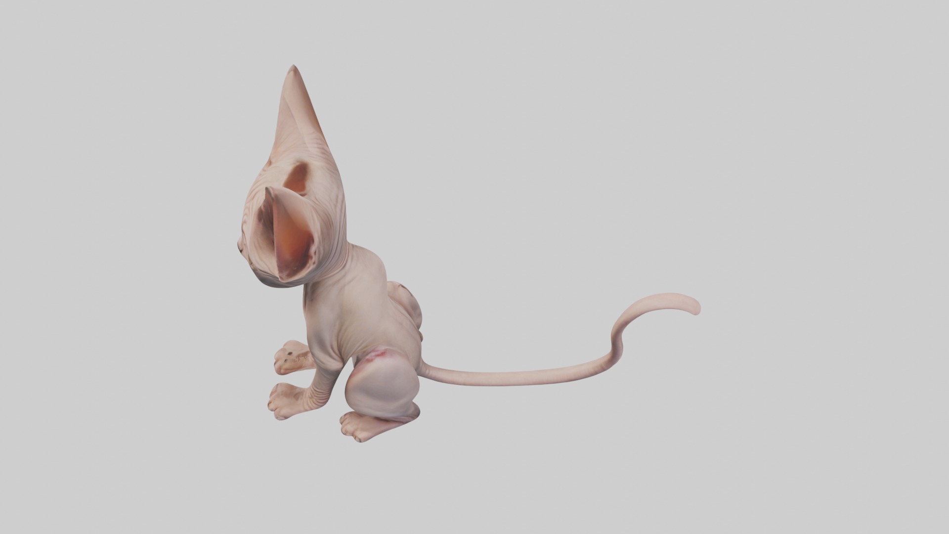 Sitting Sphynx Cat model Low-poly 3D model_9